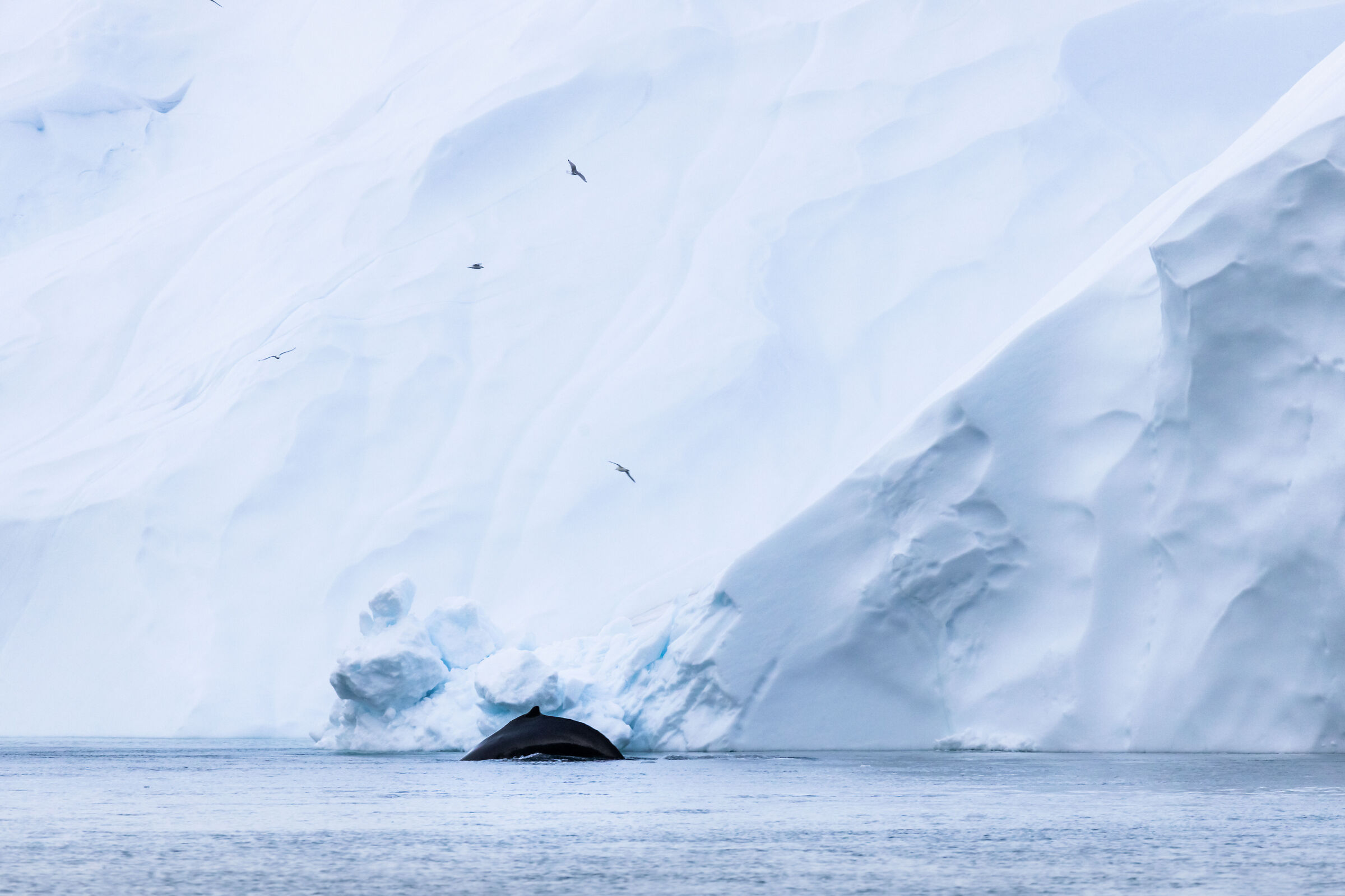 Humpback whale among icebergs...