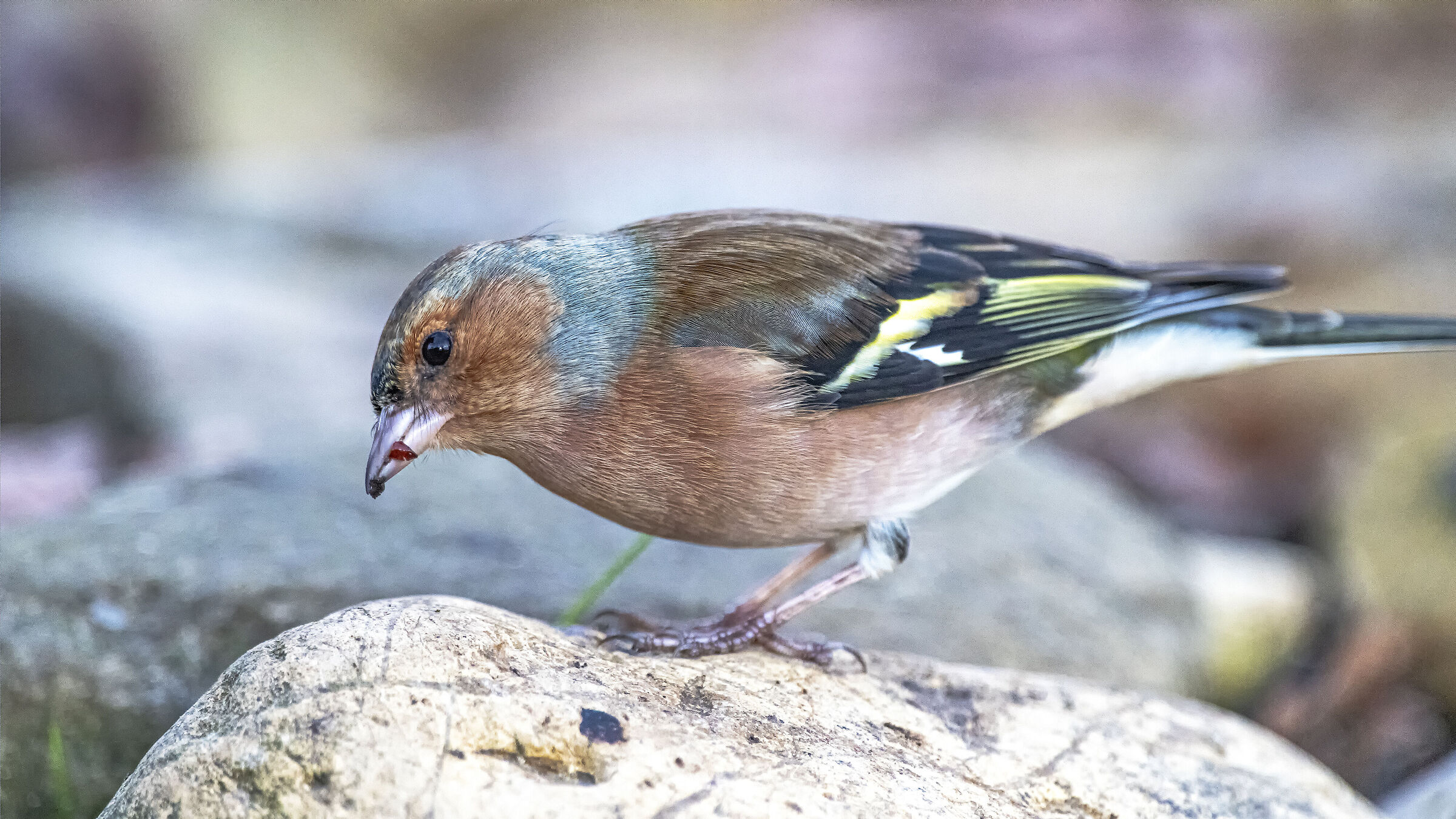 The Chaffinch's meal...