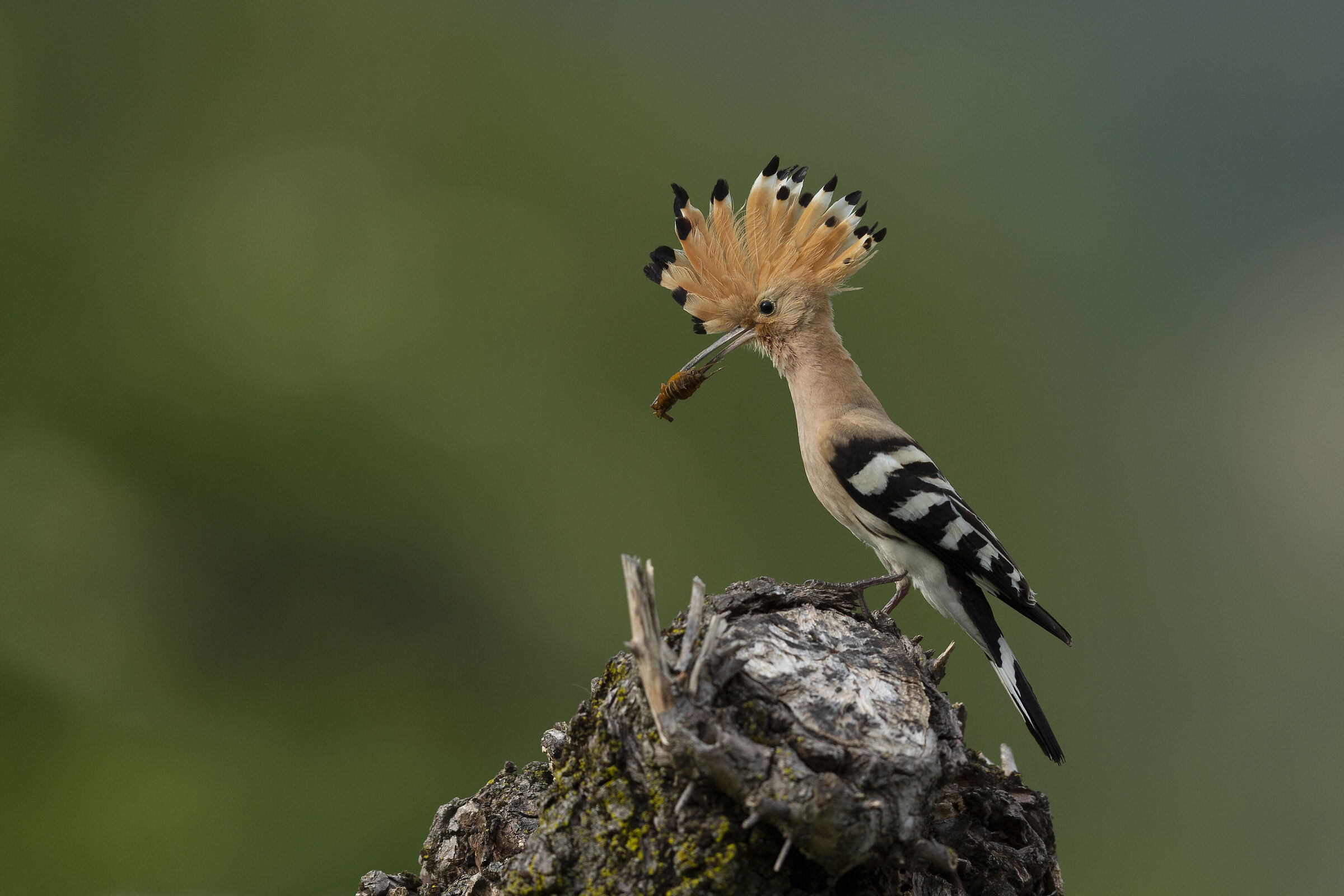 Hoopoe at the nest...