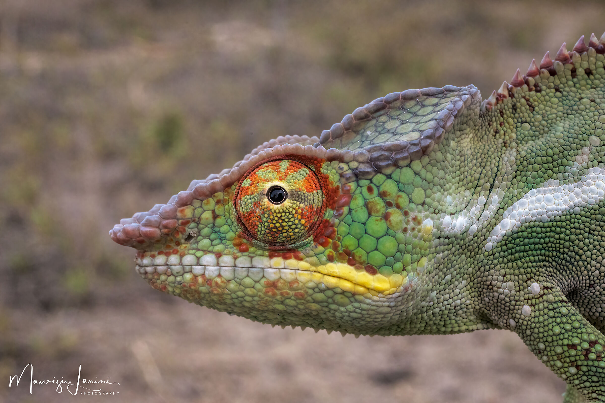 Close-up panther chameleon...