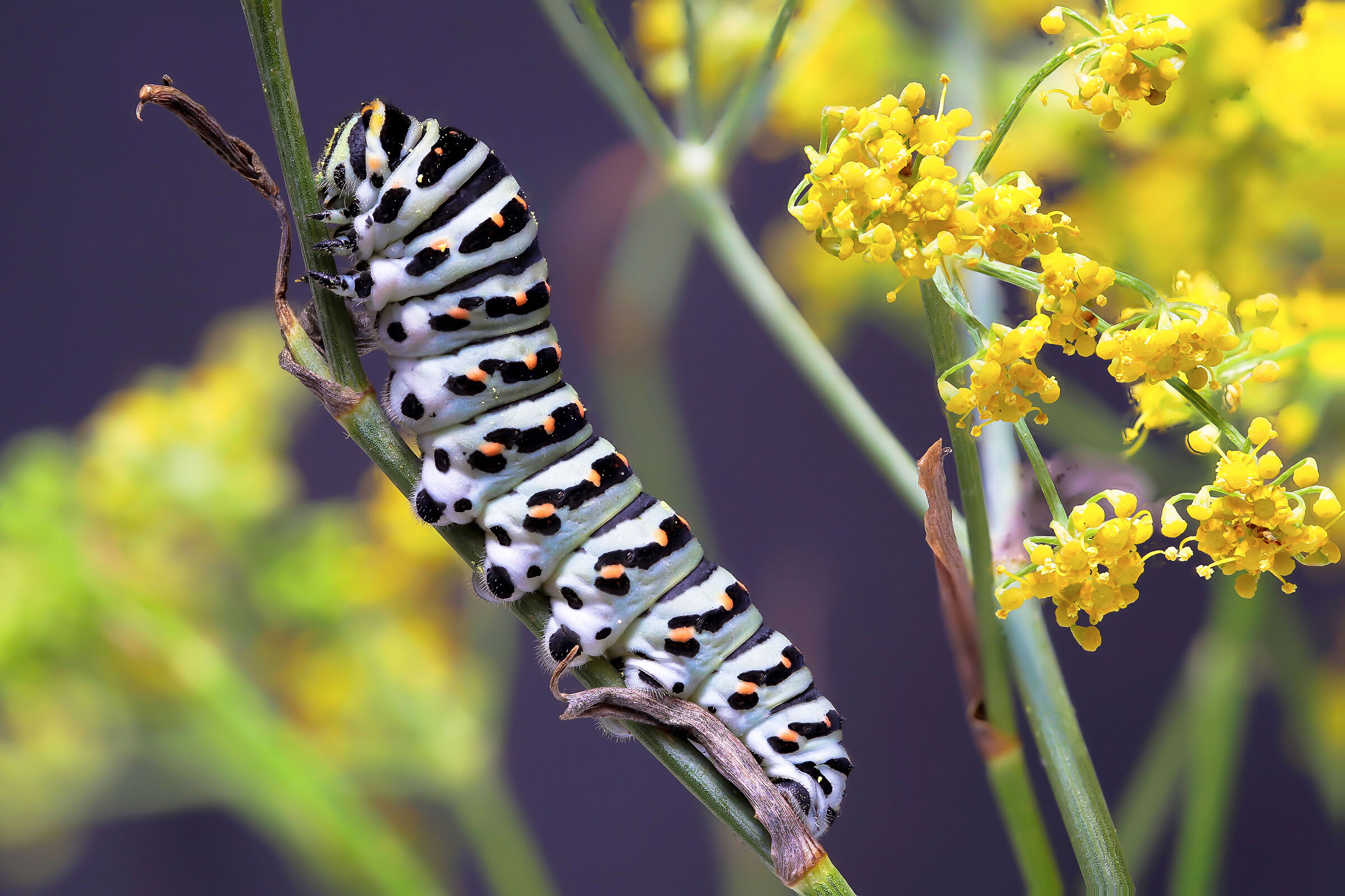 Papilio machaon caterpillar...