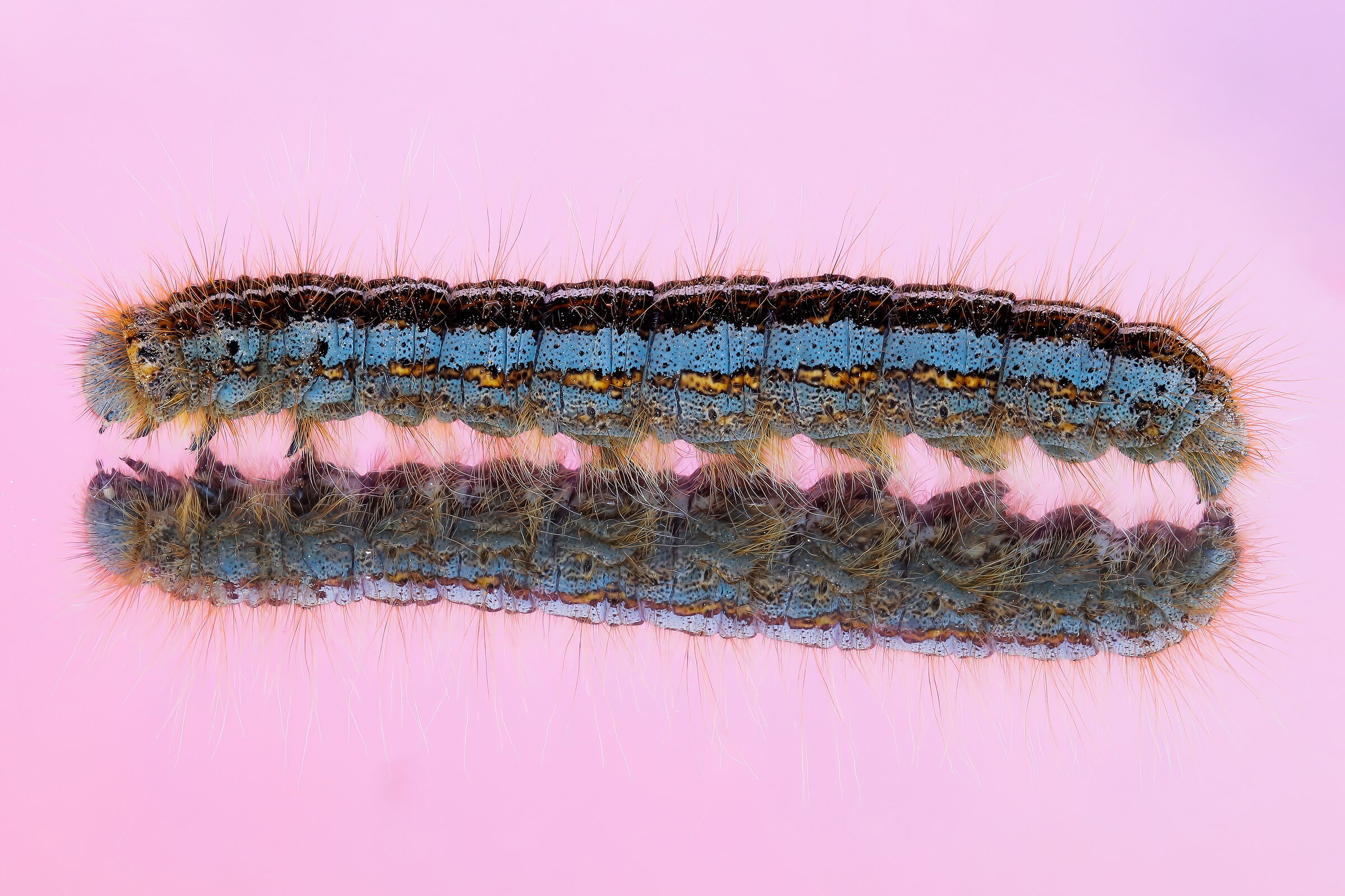 Caterpillar of Malacosoma sp....