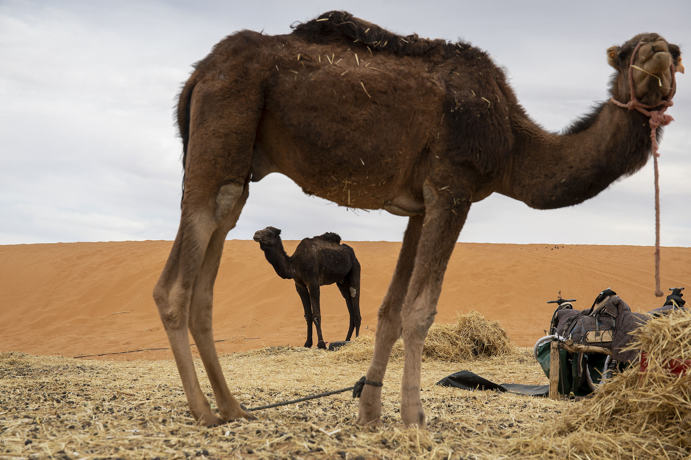 the camels of Erg Chebbi...
