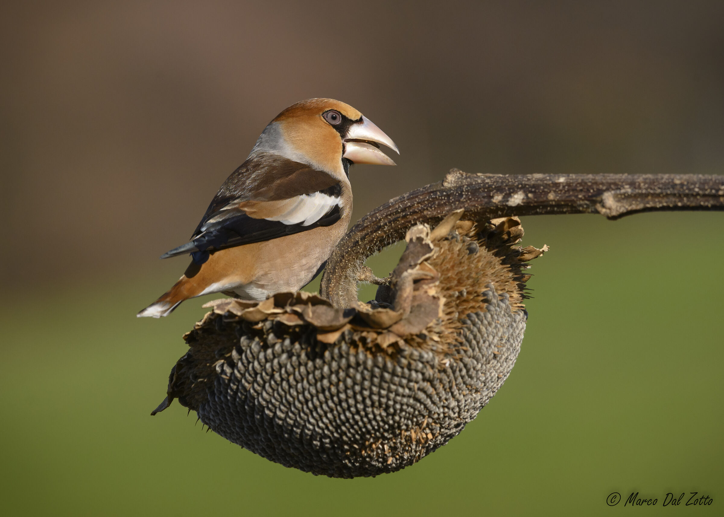 Hungry Hawfinch...