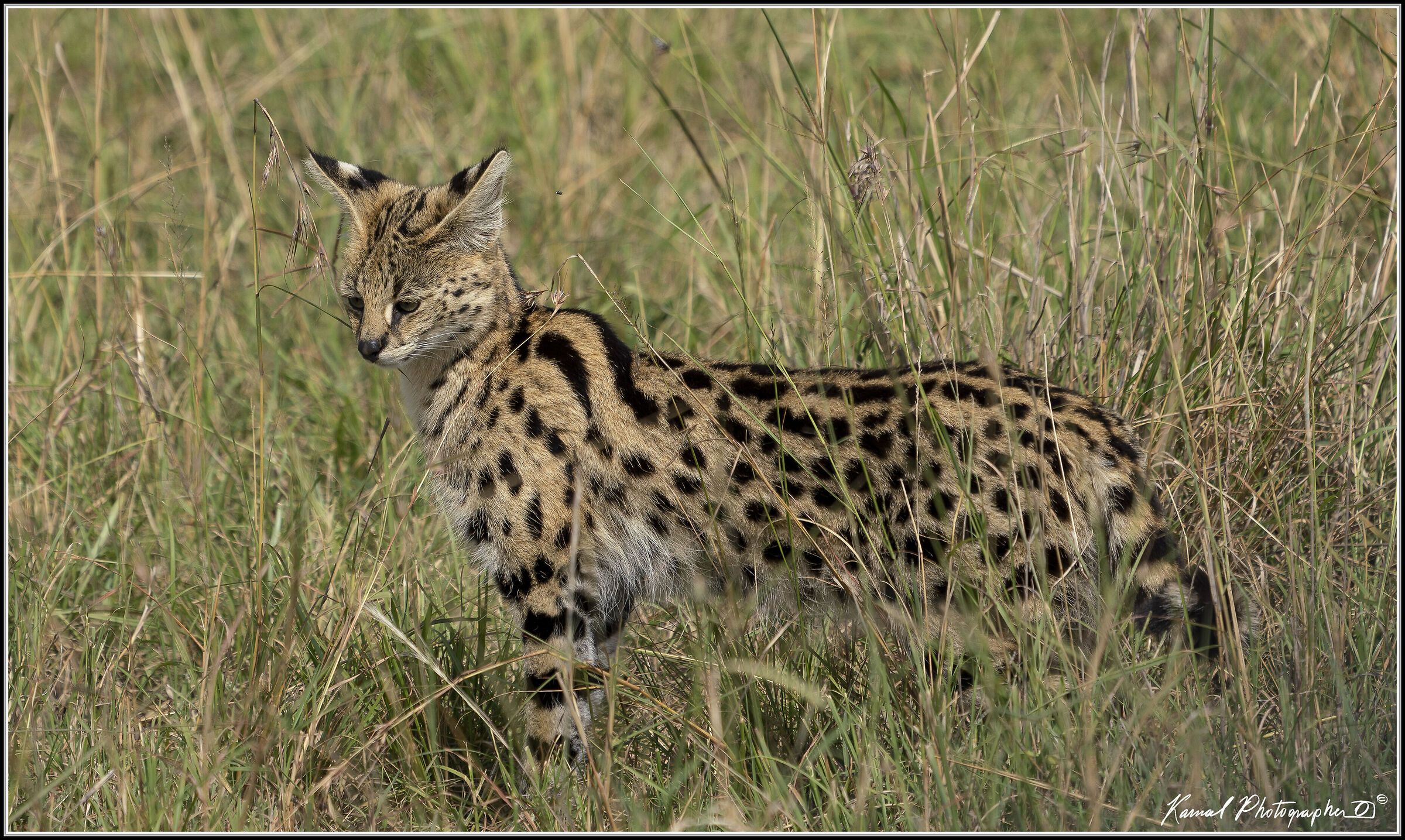 Leptailurus serval...