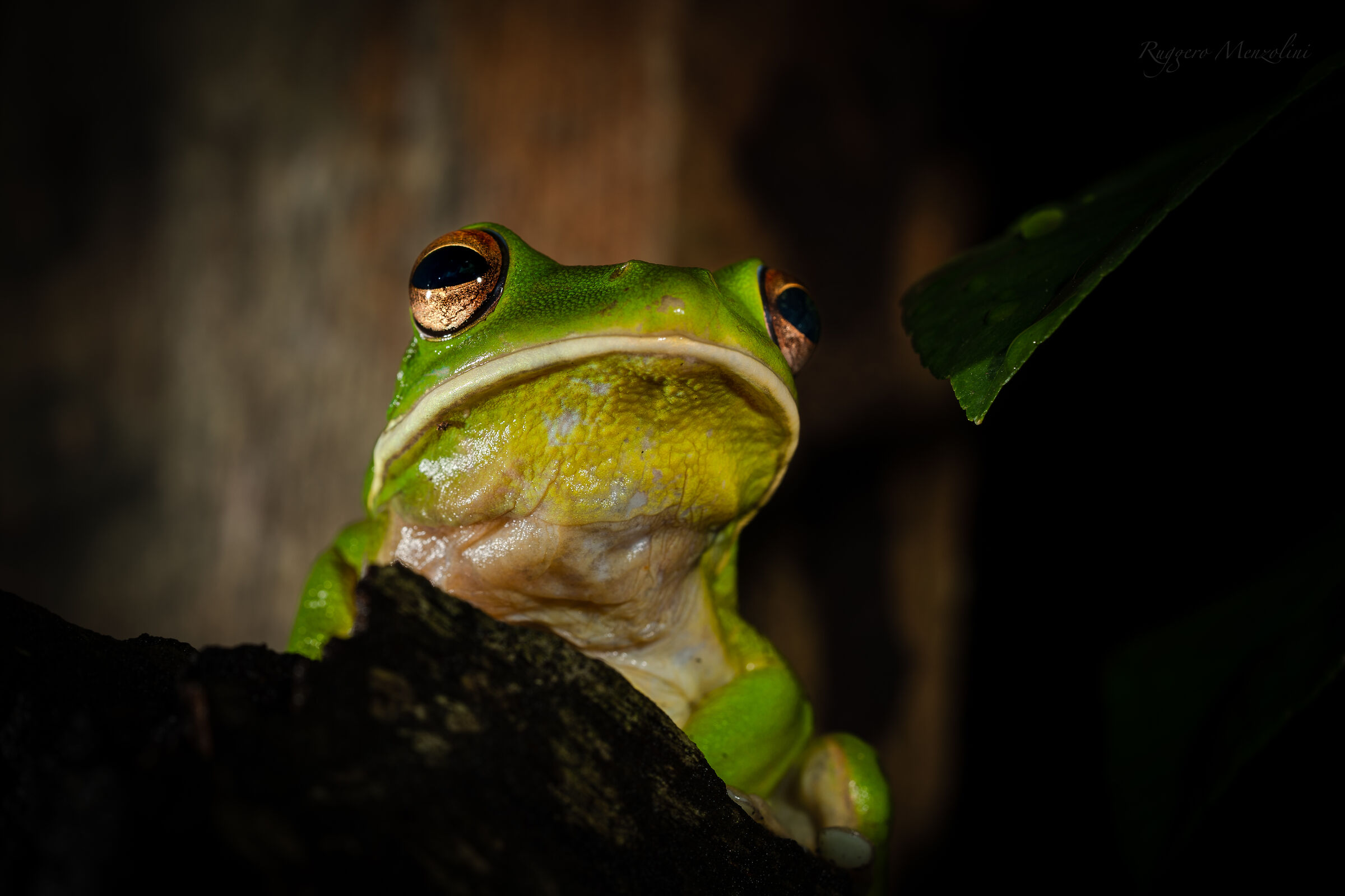 New Guinea tree frog...