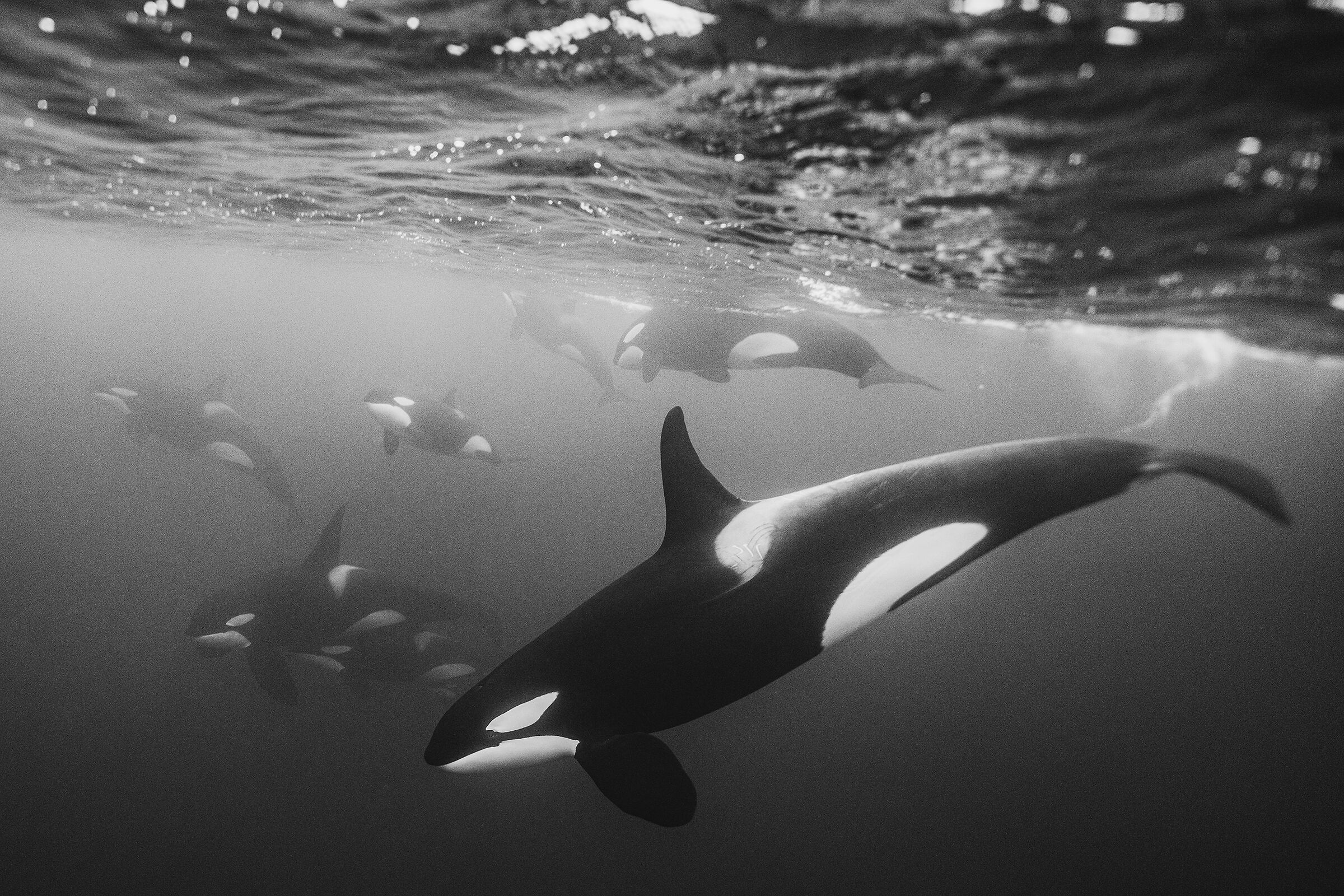 Killer whales in search of herring ...