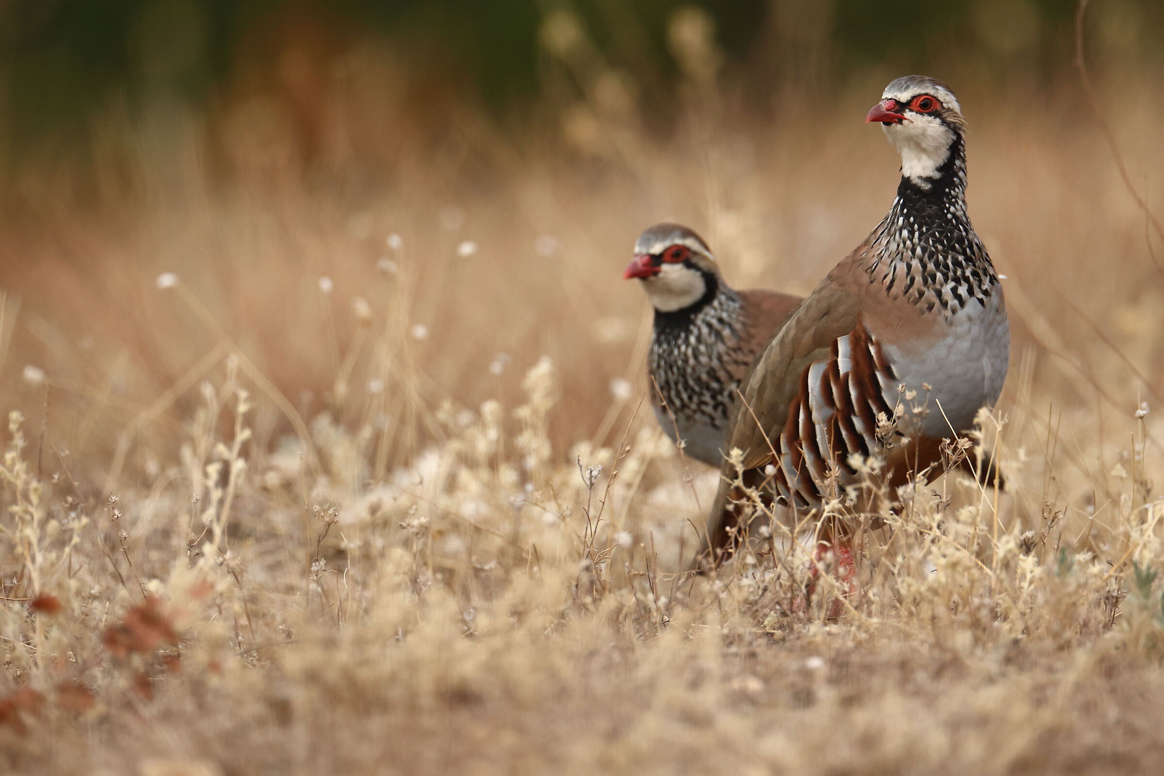 Red partridges...