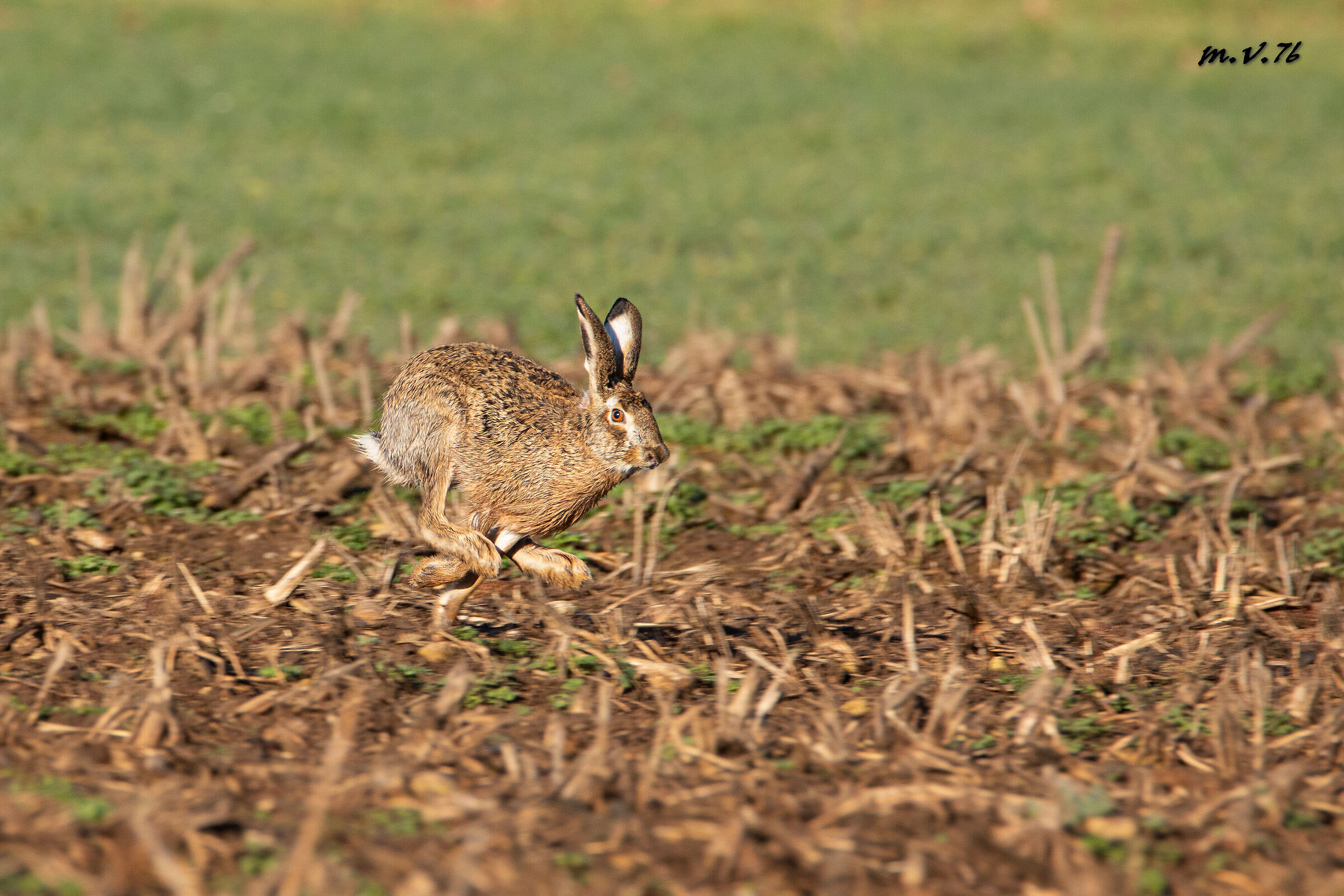 European hare - Lepus europaeus...