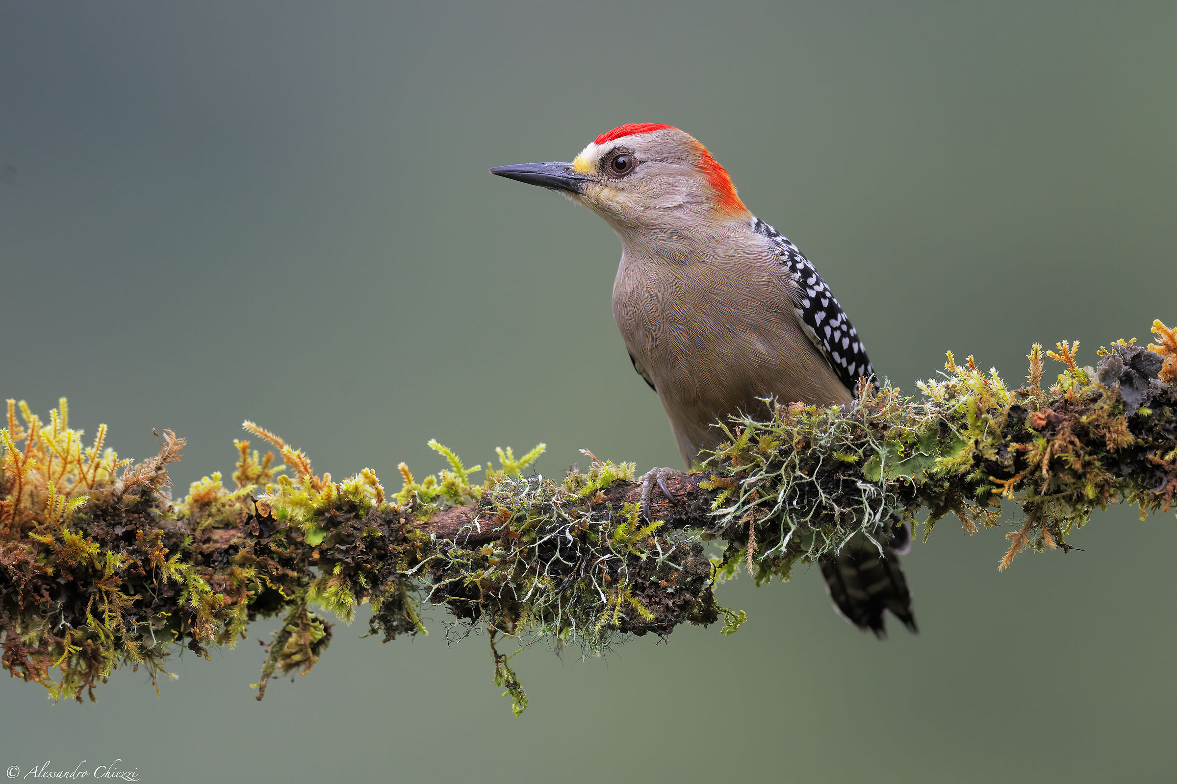 Red-headed woodpecker...