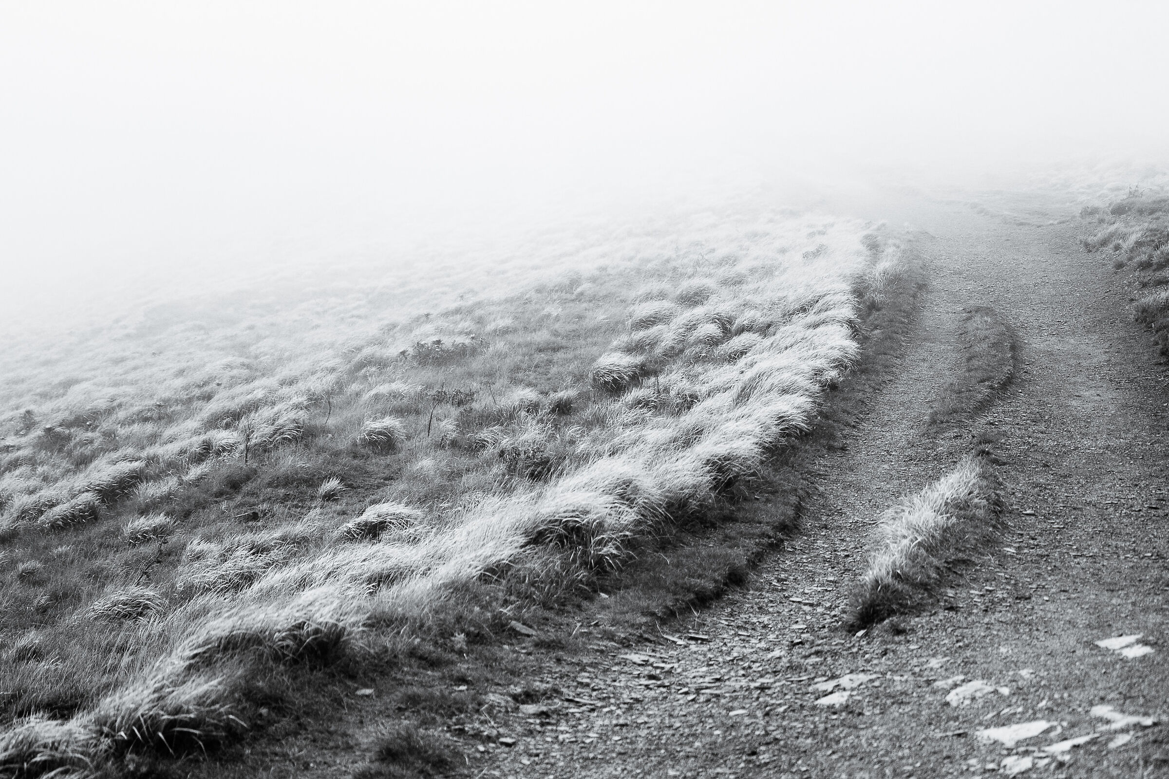 Path and fog at high altitude. B&W...