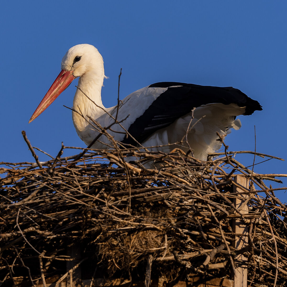 White stork (Ciconia ciconia) ...