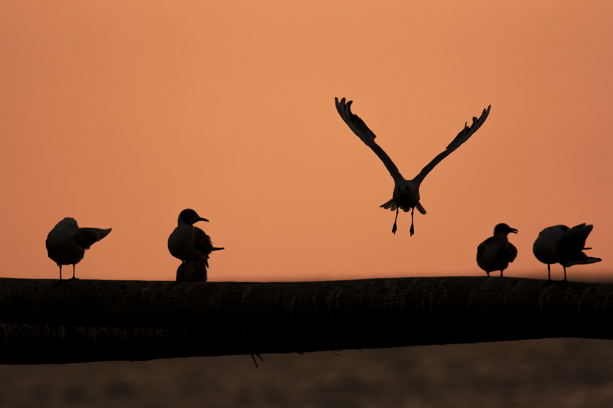 Seagulls at sunset...