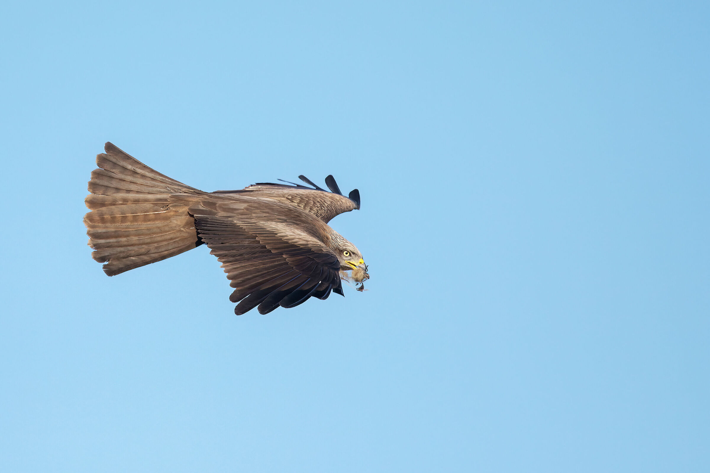 Black kite (Milvus migrans)...