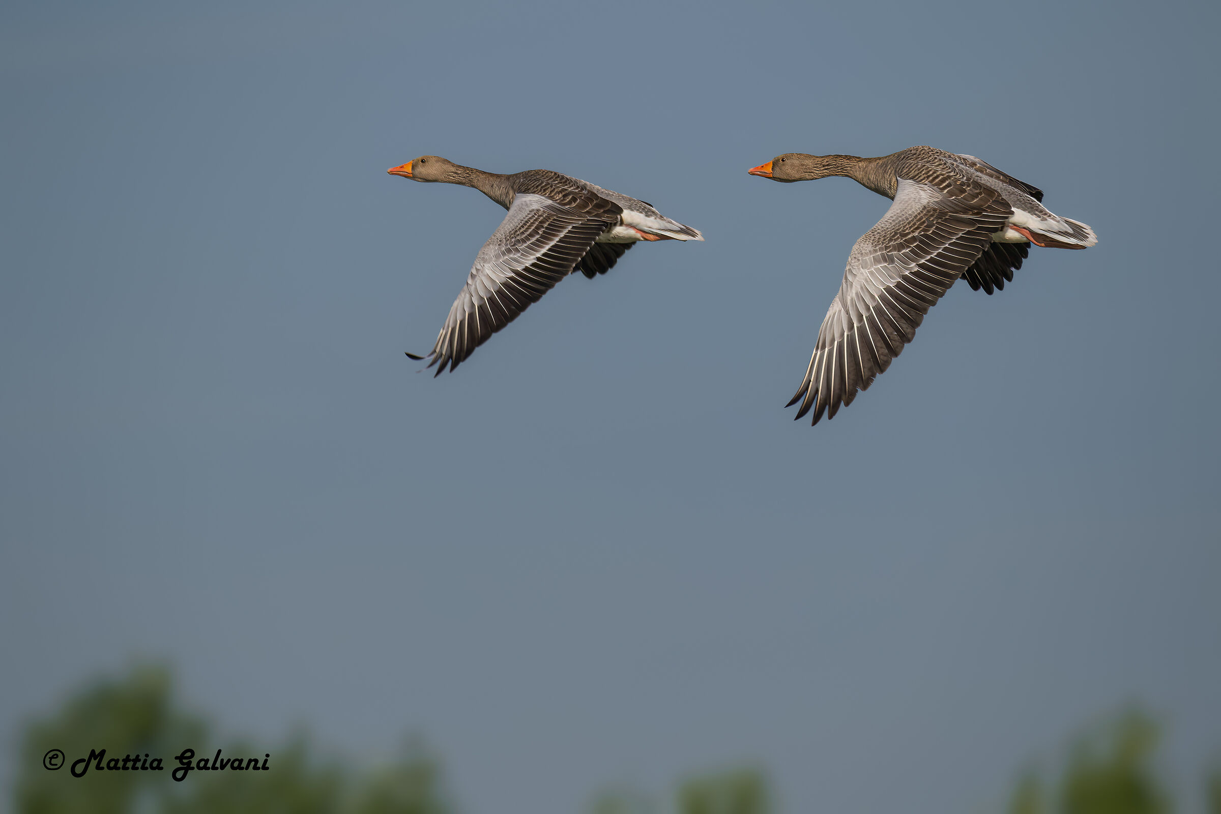 The synchronous flight of the Wild Geese...