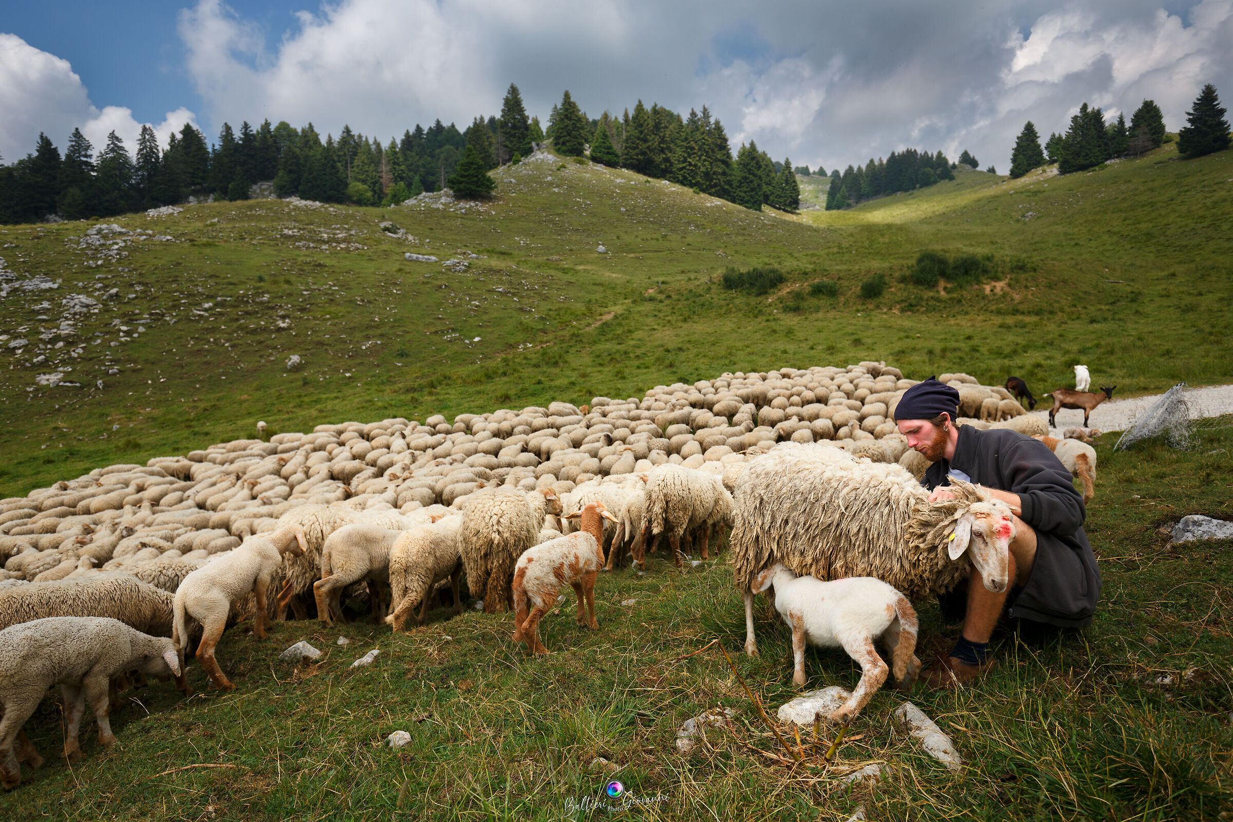 Flock of Brogne sheep...