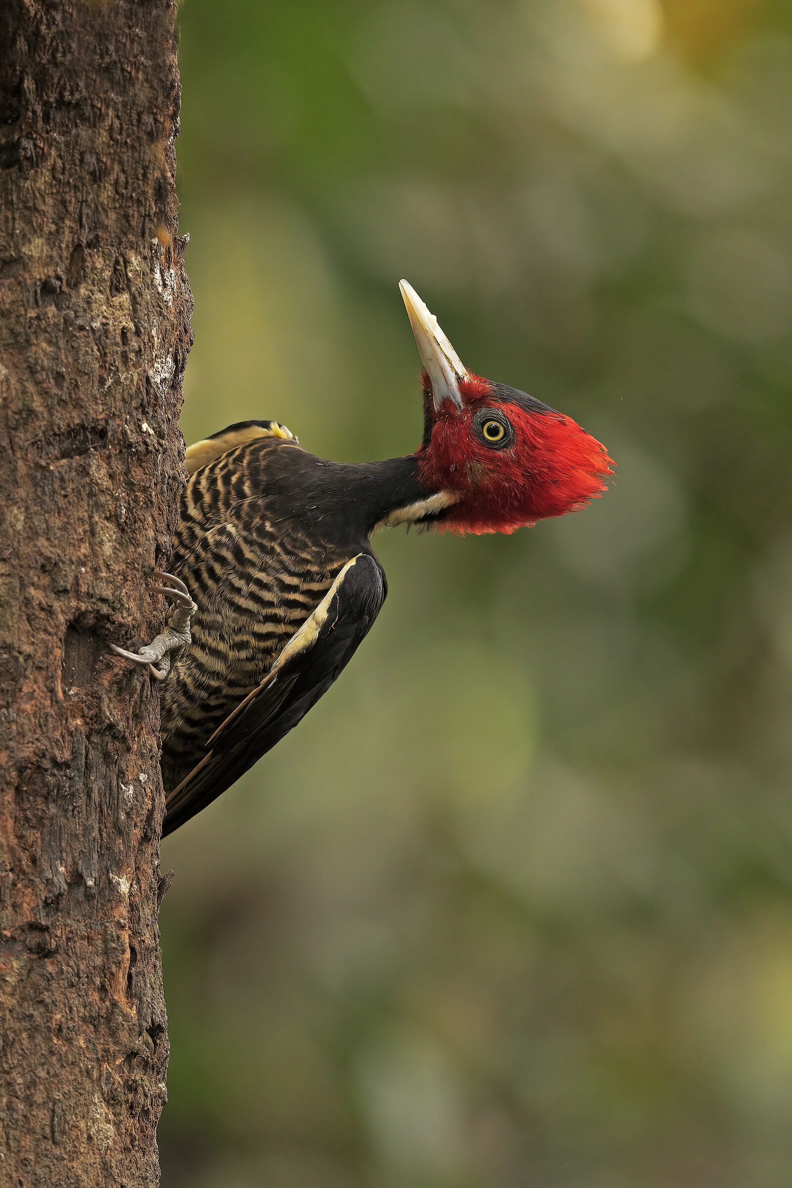 The cutest woodpecker in Costa Rica...