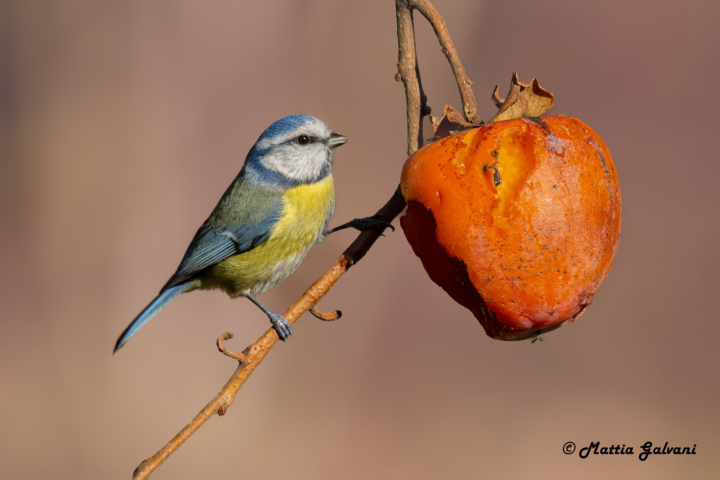 Blue and persimmon...