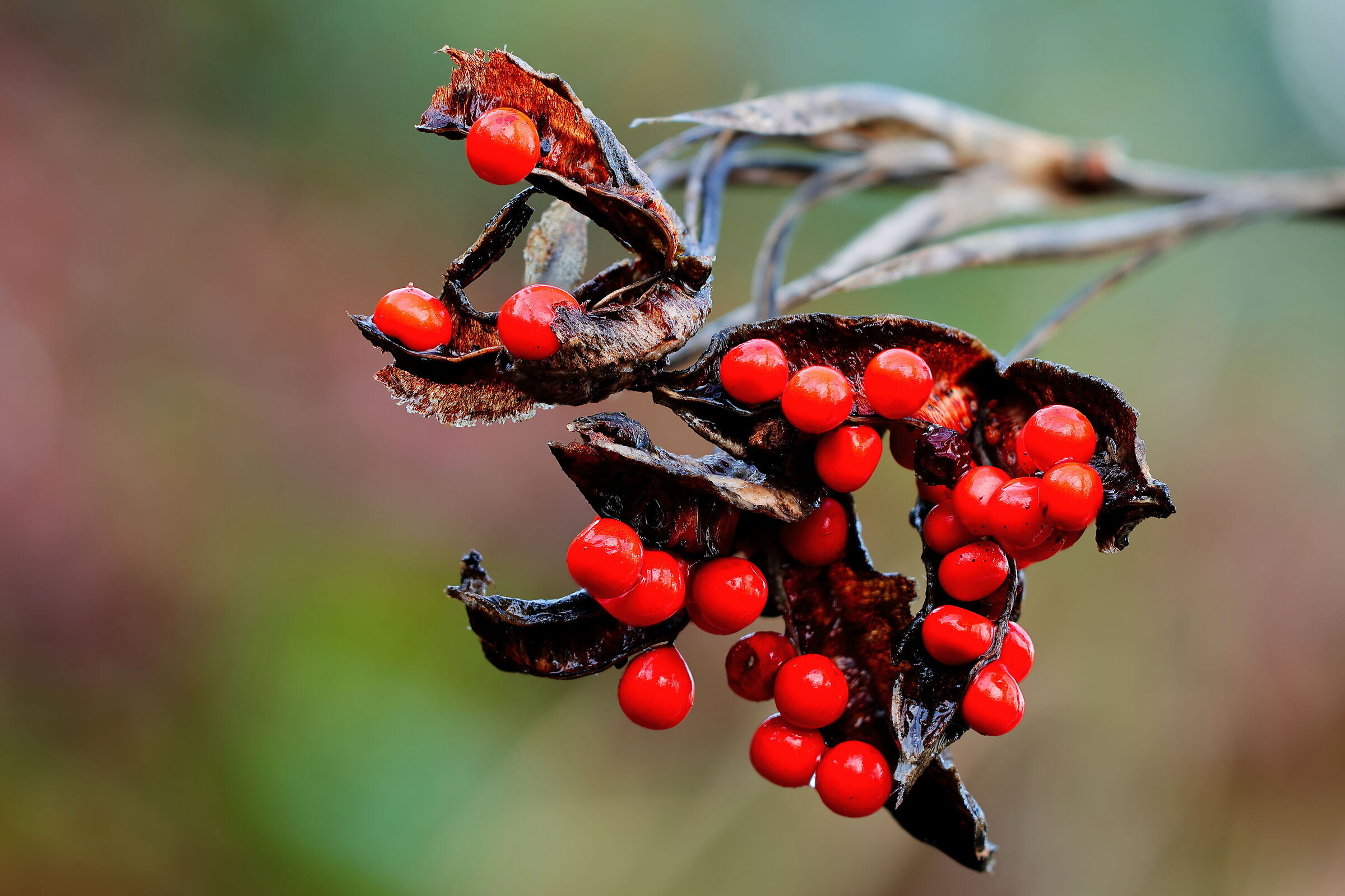 Red berries of a wild herbaceous plant...