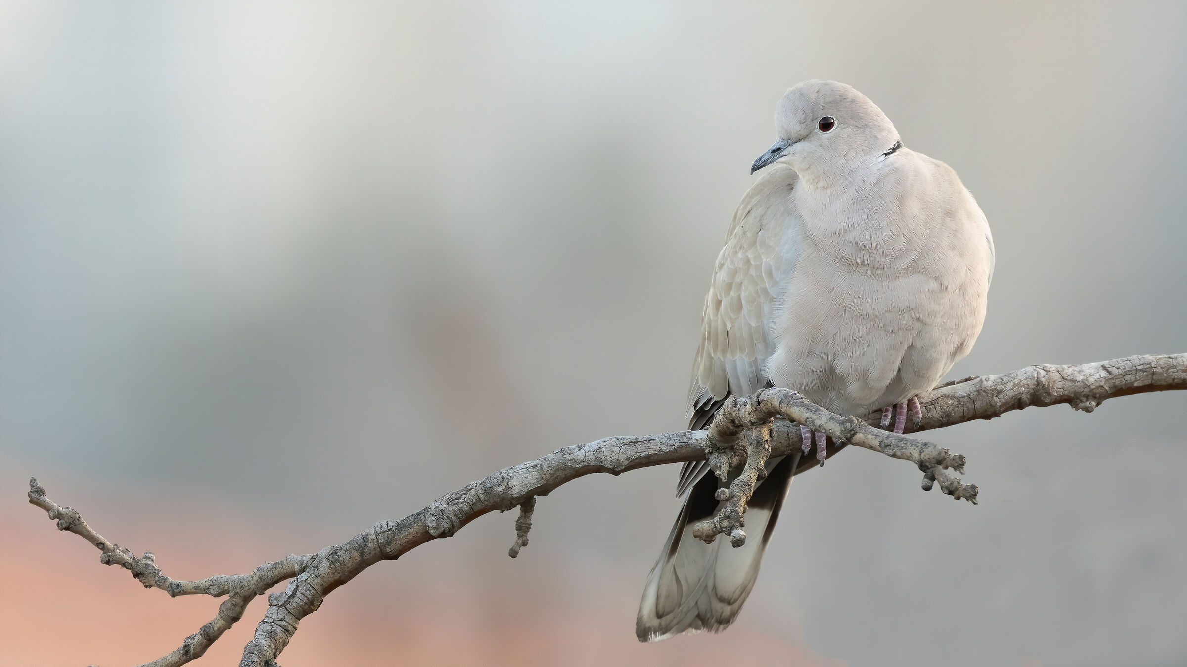 Eurasian Collared Dove...