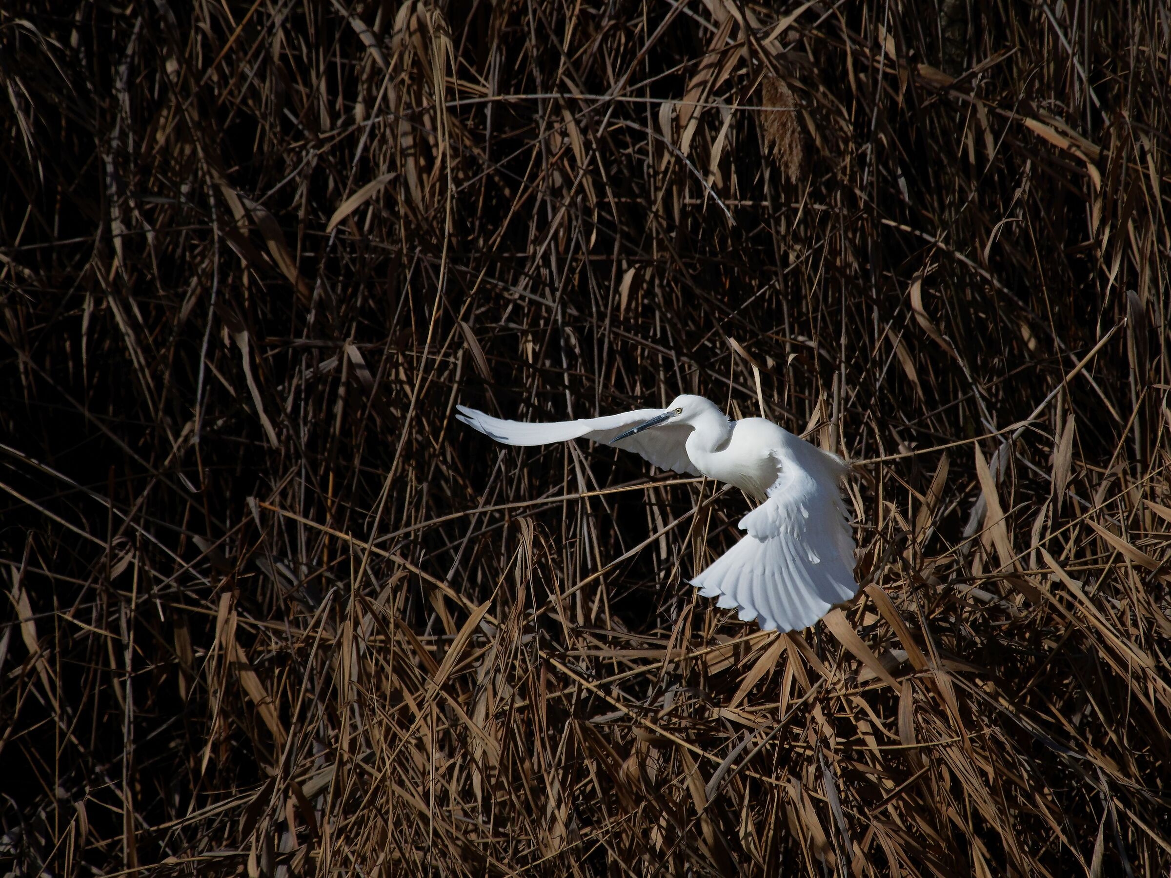 Take-off from the reeds of the egret...