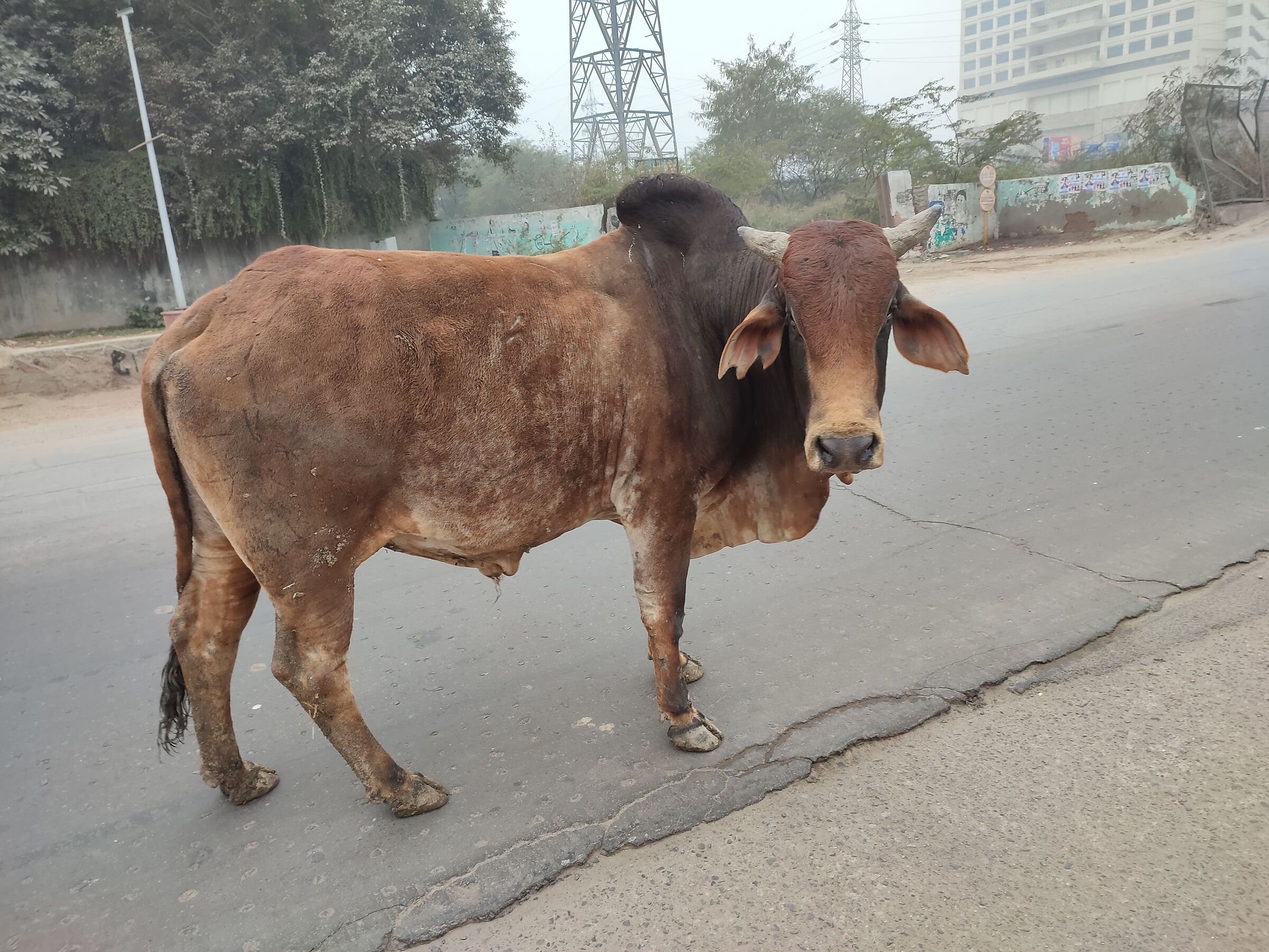 Cows in the street 3...