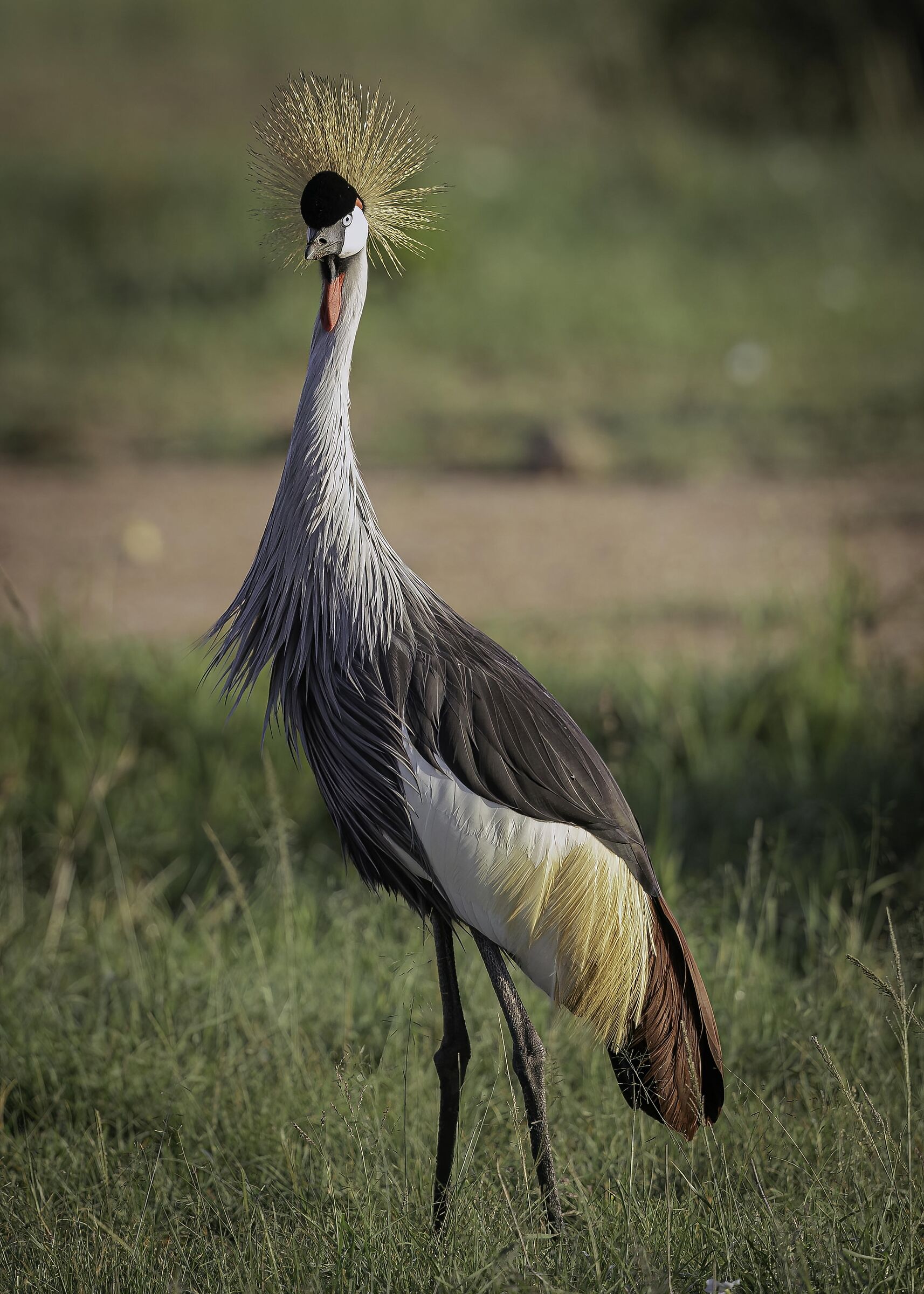 Grey crowned crane (Balearica regulorum)...