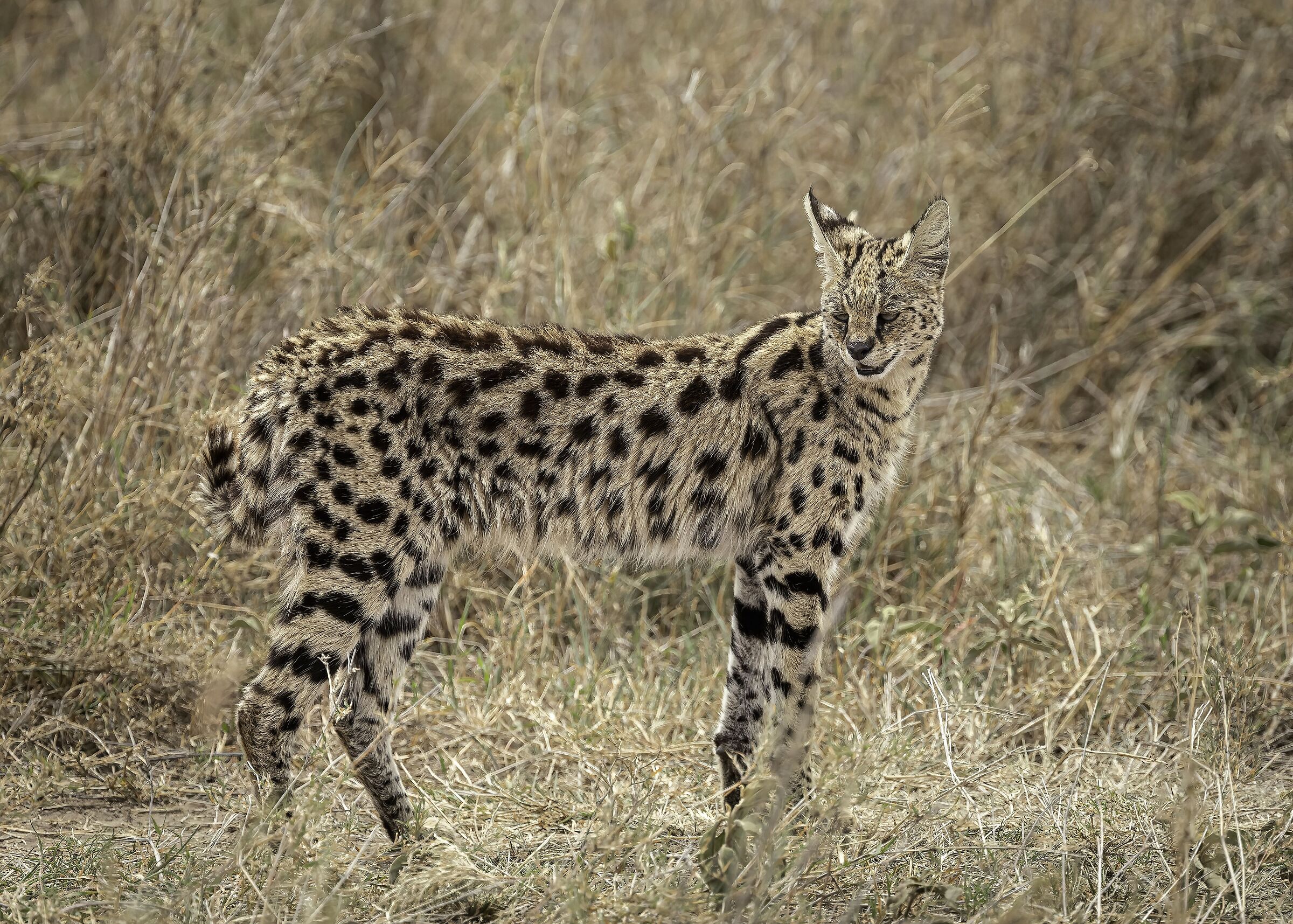 Serval (Leptailurus serval)...