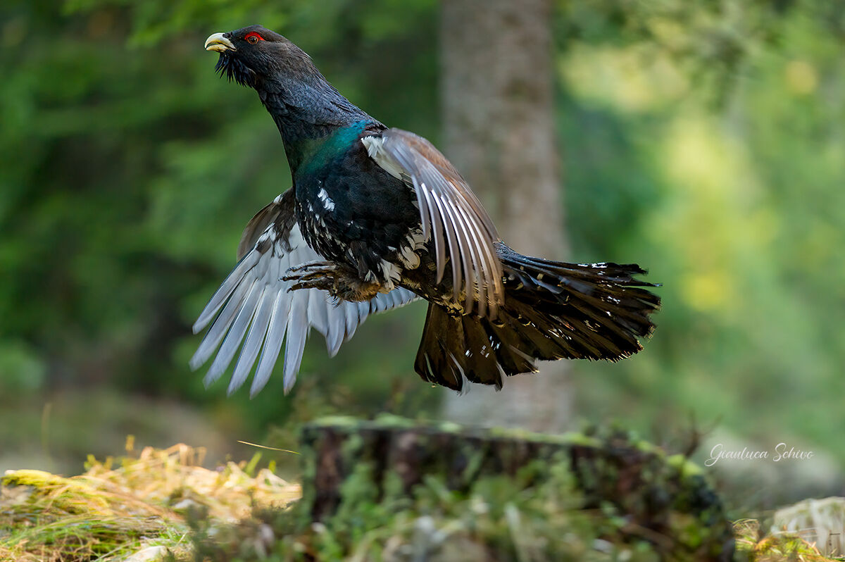 The leap of the capercaillie...