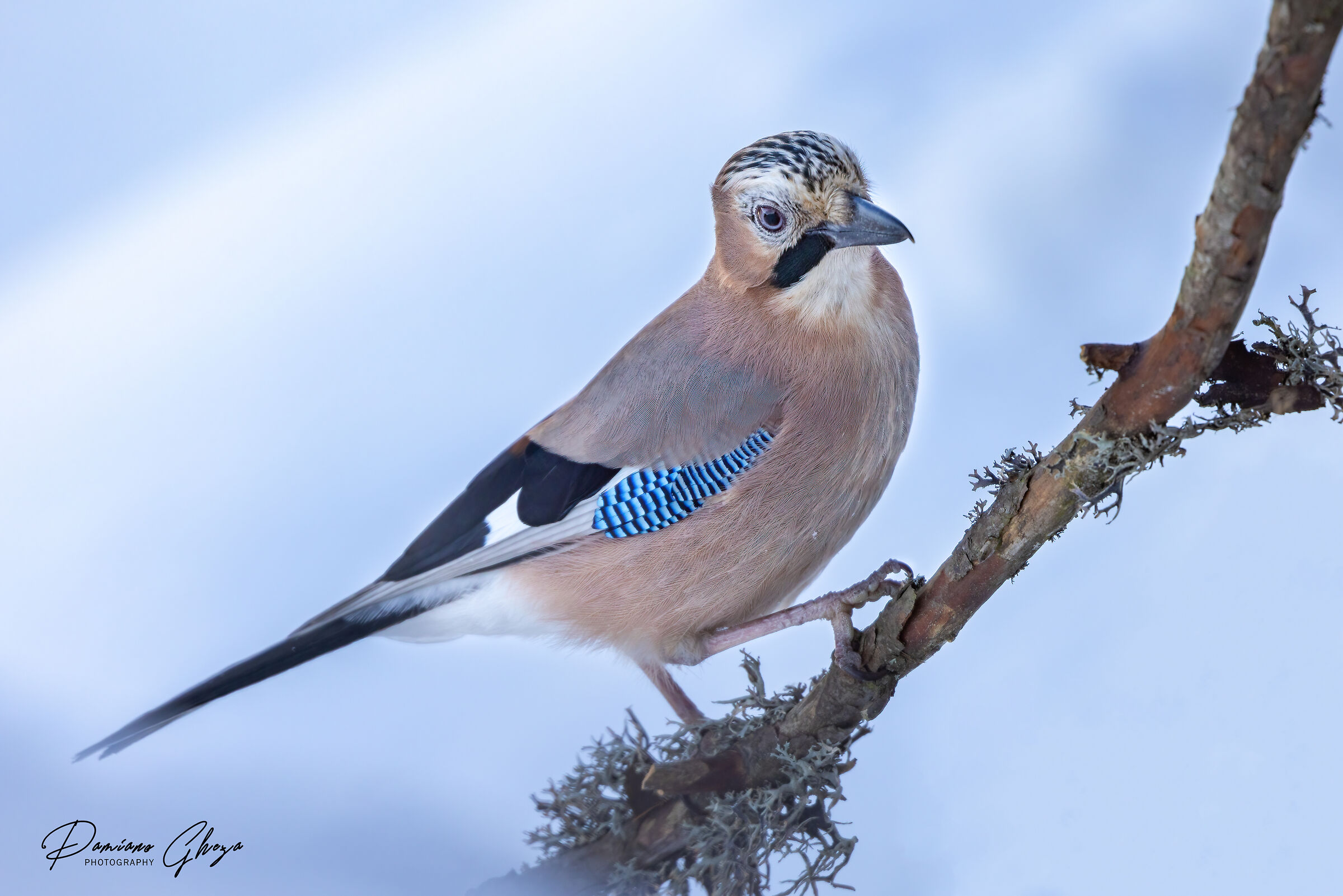 The beauty of the jay...