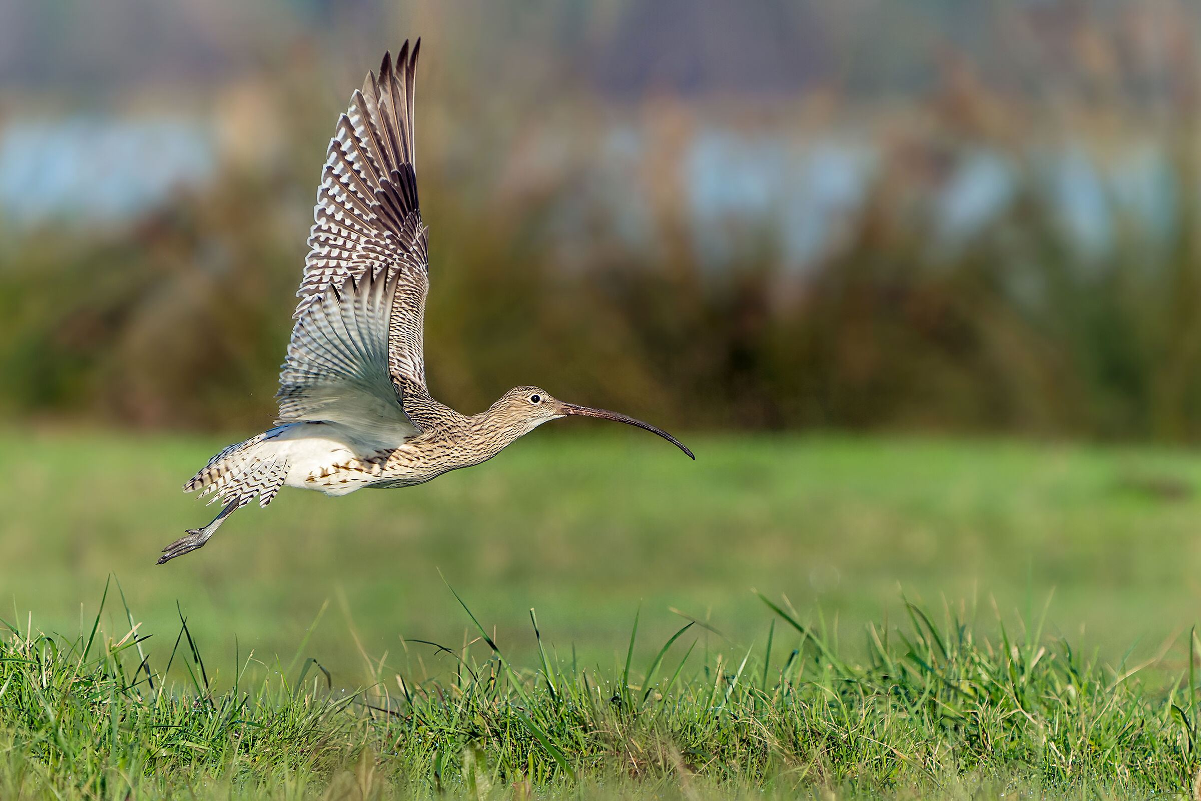 curlew greater...