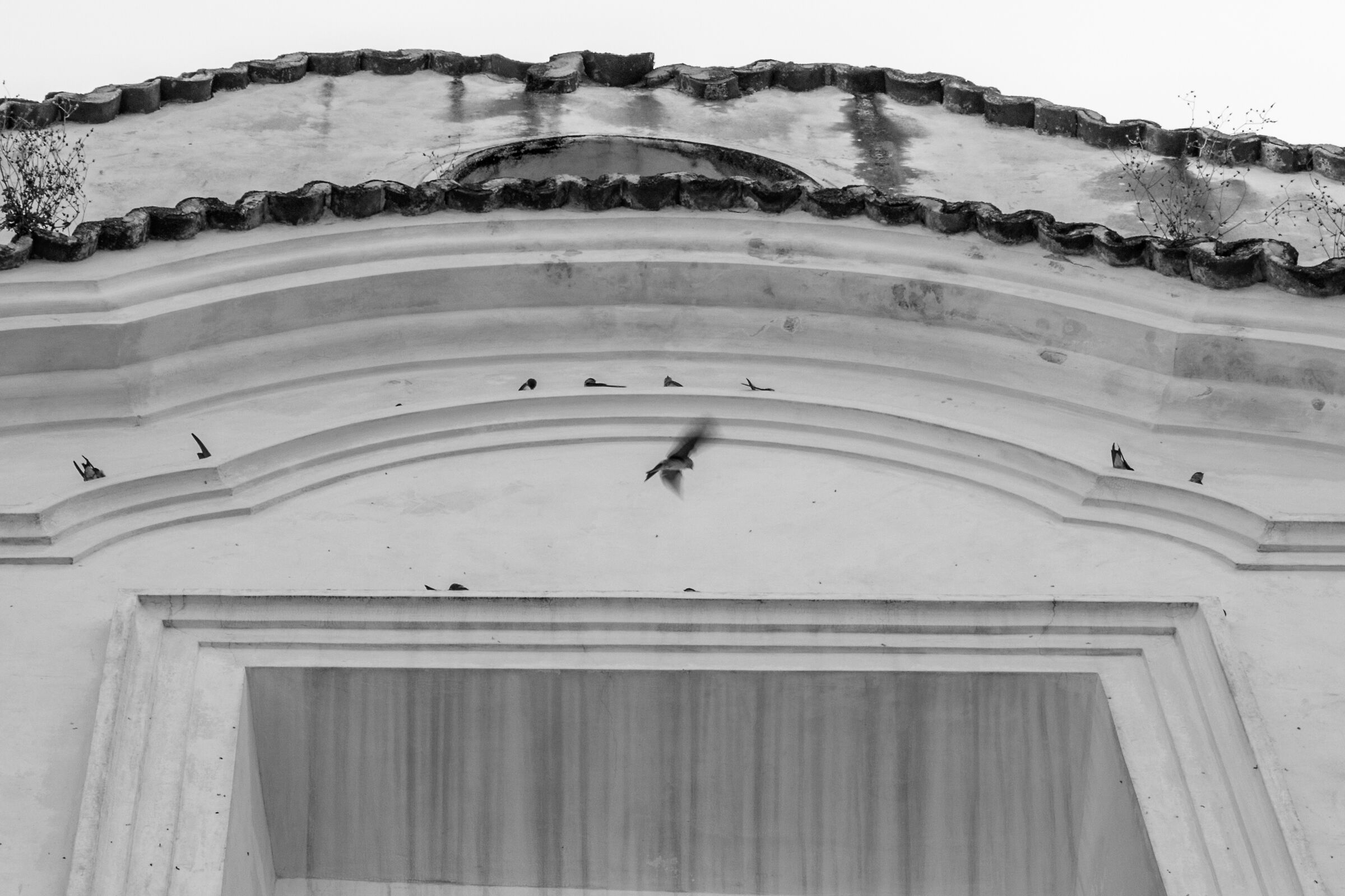 Swallows in Bellosguardo...