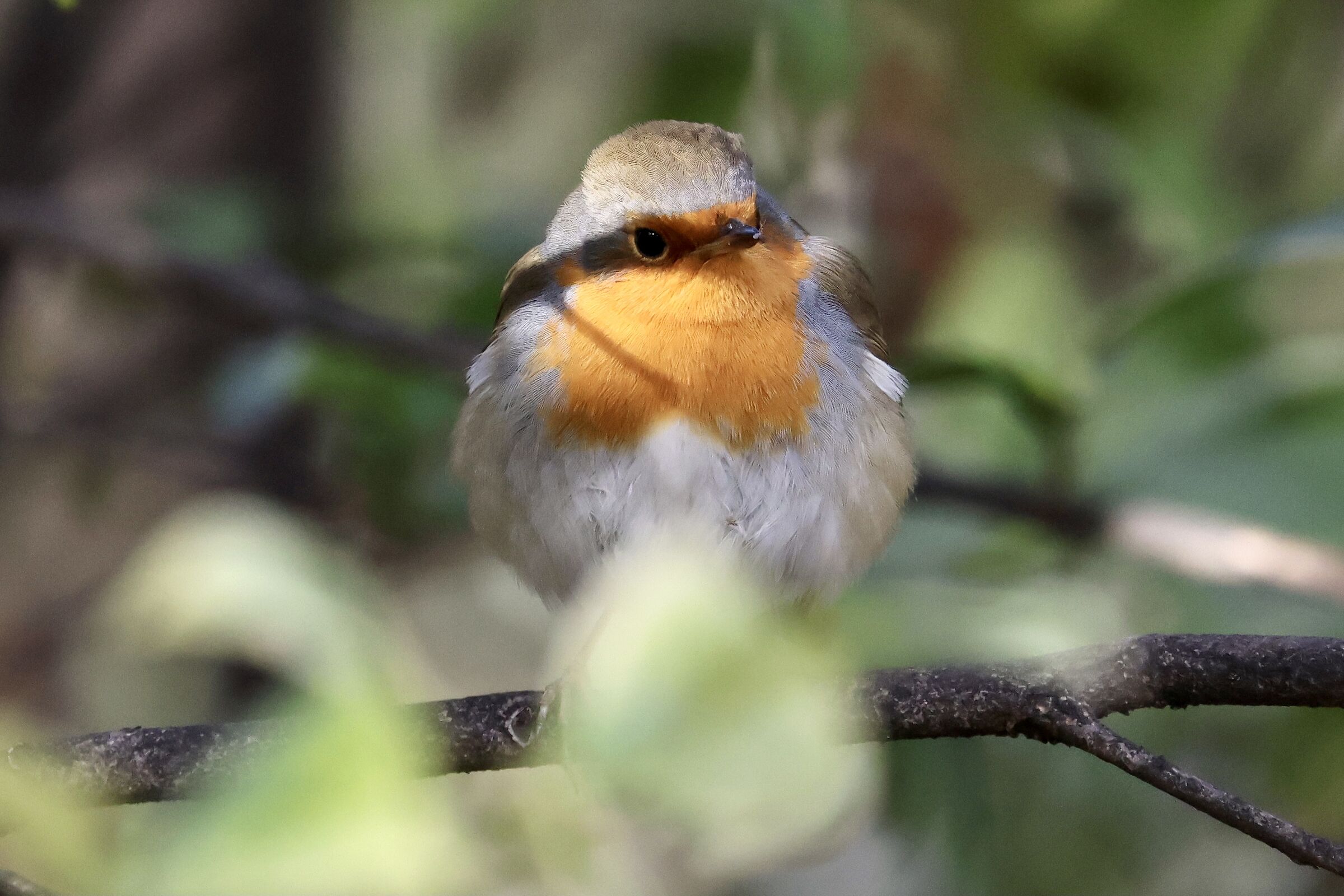 The Masked Robin...