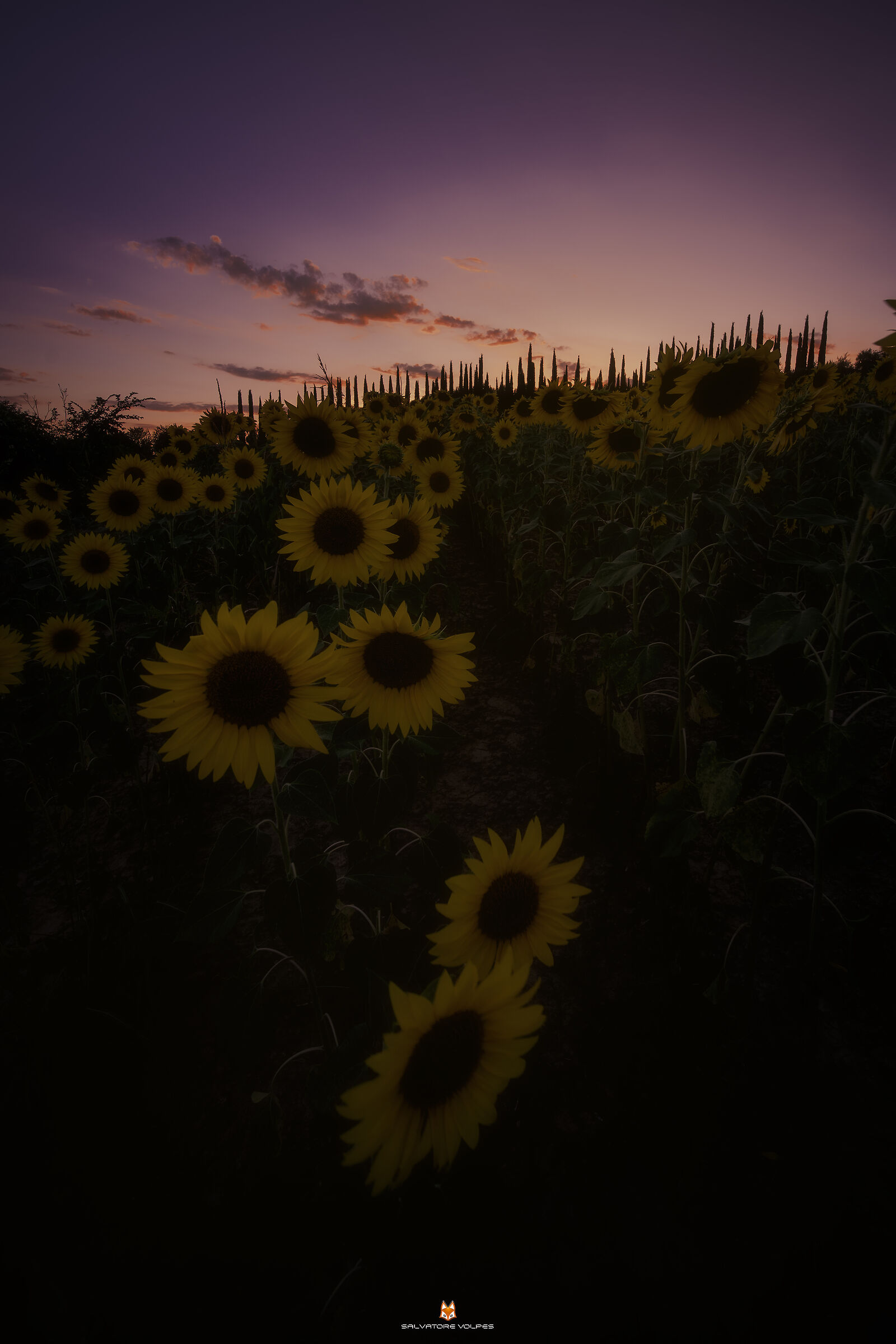 Torrigiani sunflowers...