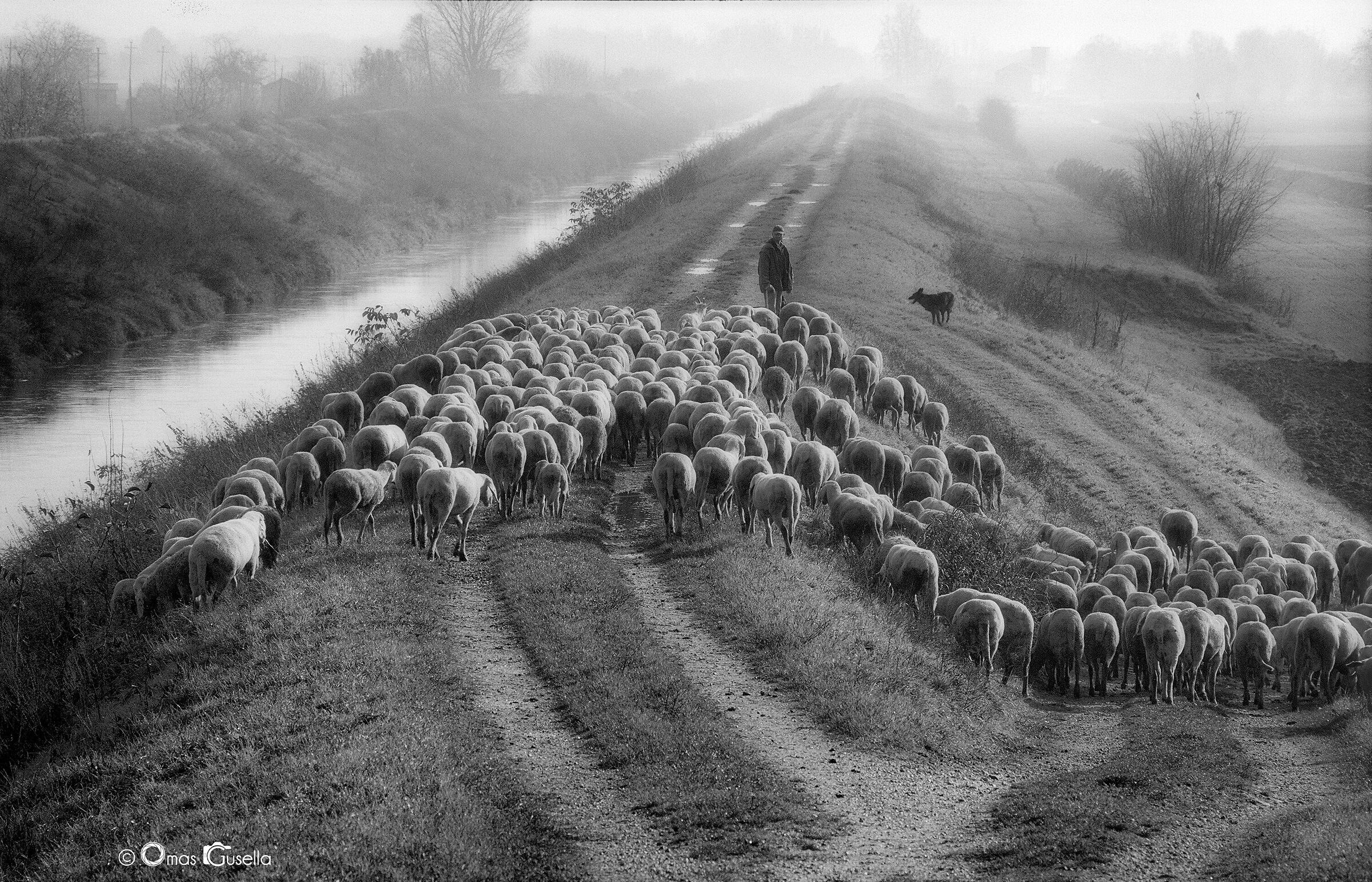 The shepherd among the "Basse"...