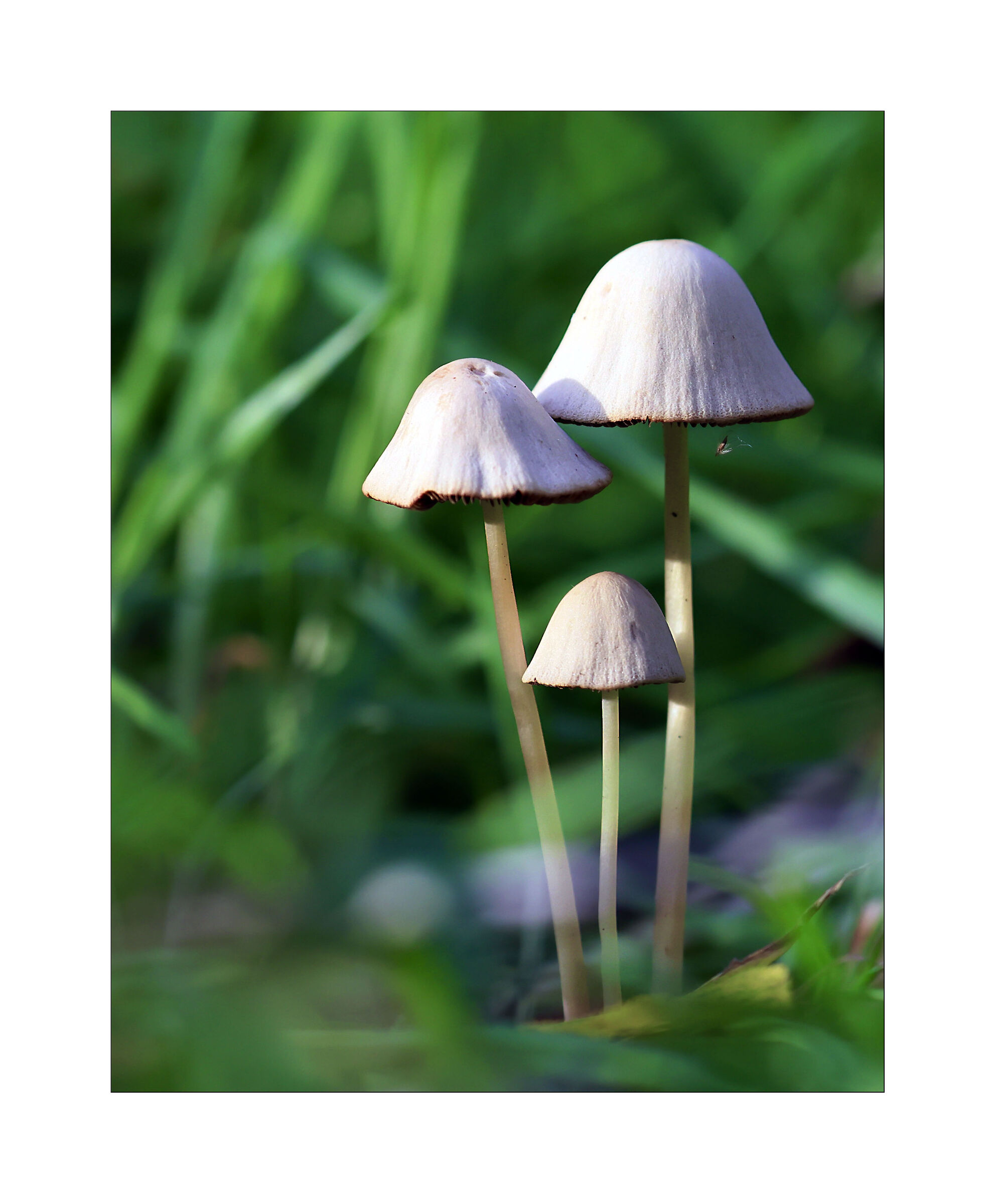 Nail mushrooms...
