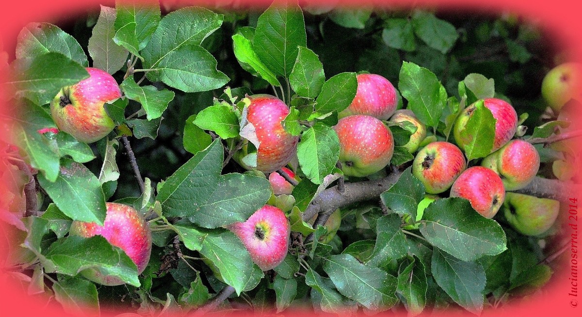 Wild red rennet apples...