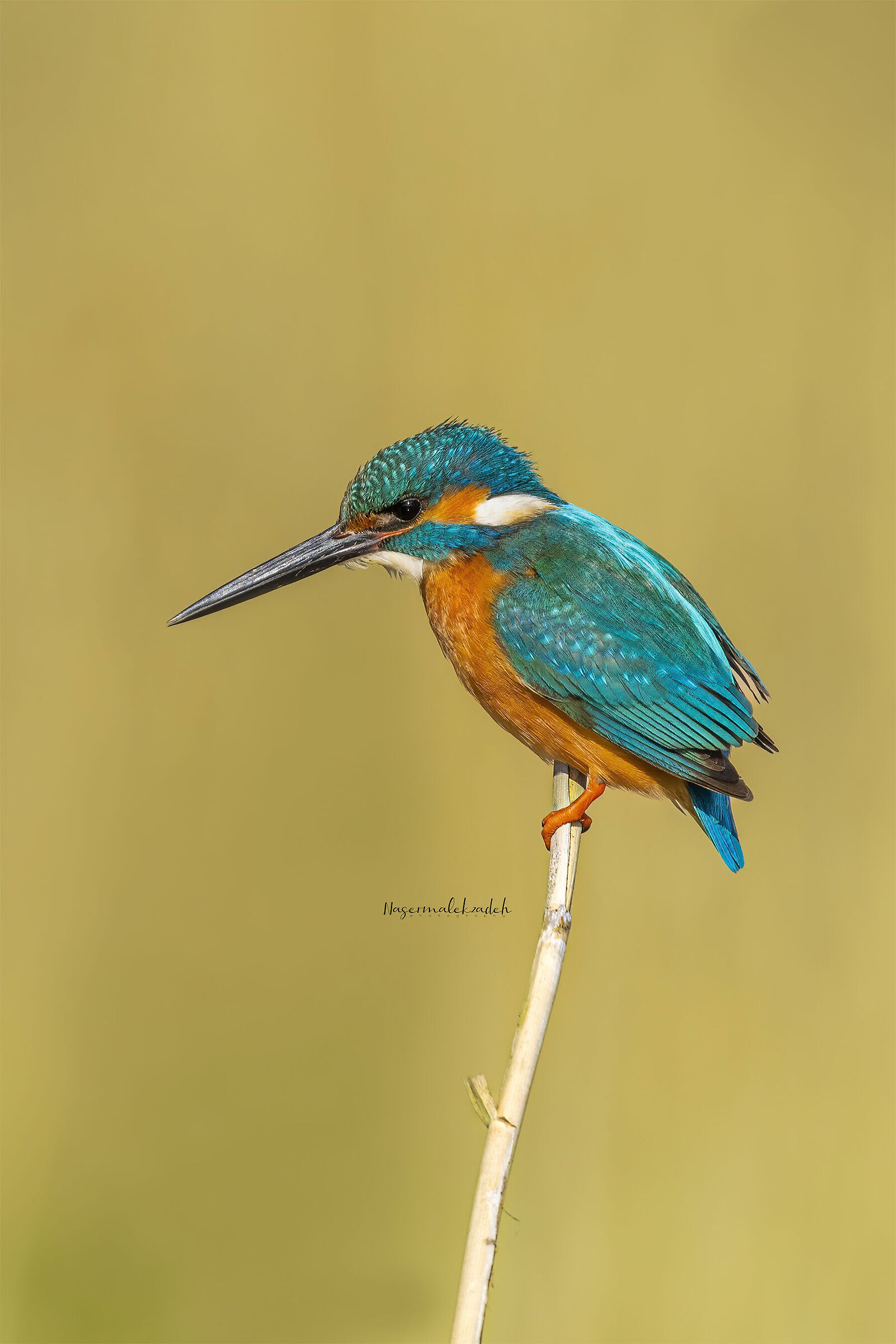 King fisher...