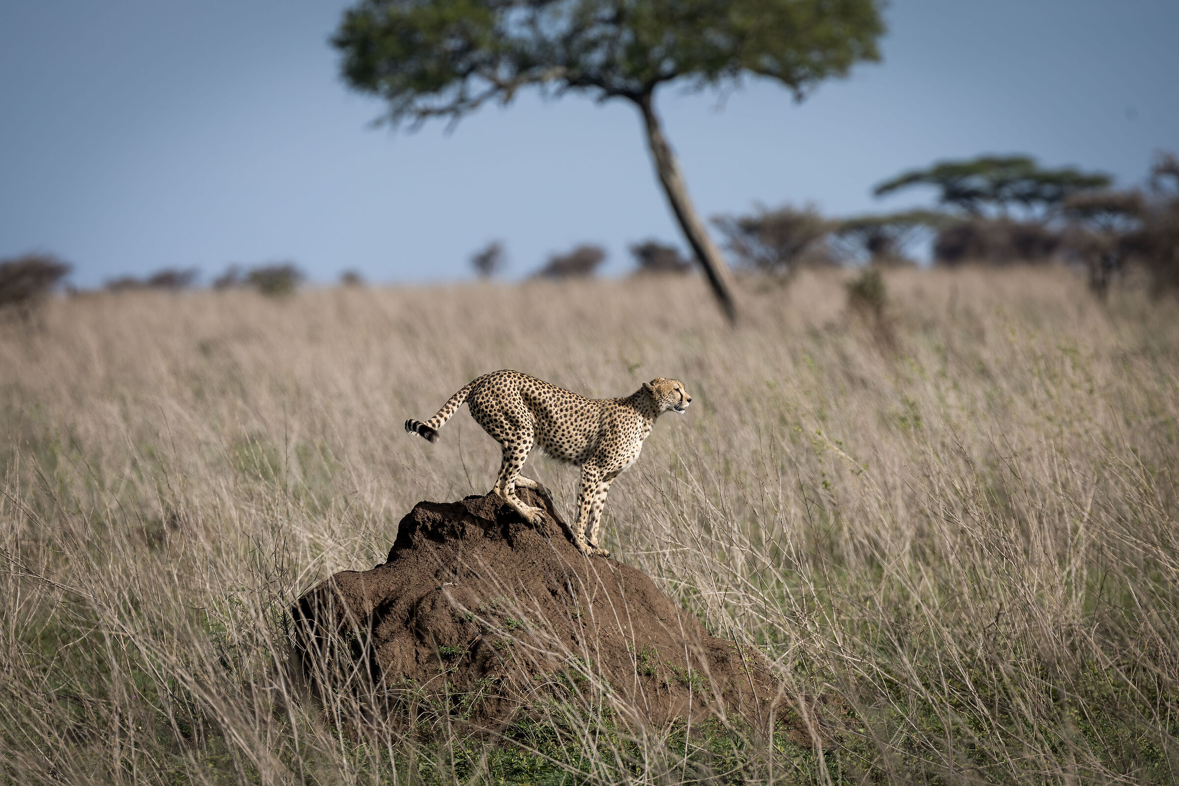 Cheetah - Tanzania, Serengeti National Park...