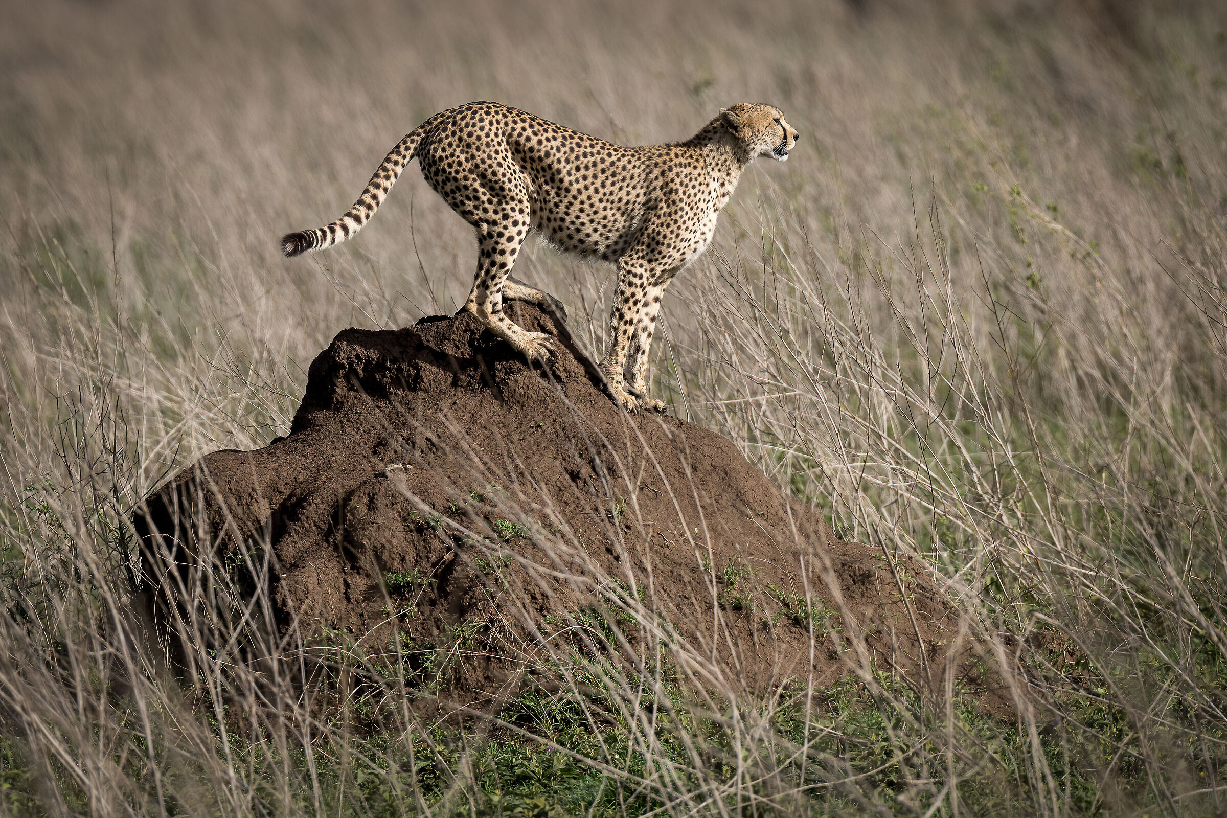 Ghepardo - Tanzania, Serengeti National Park...