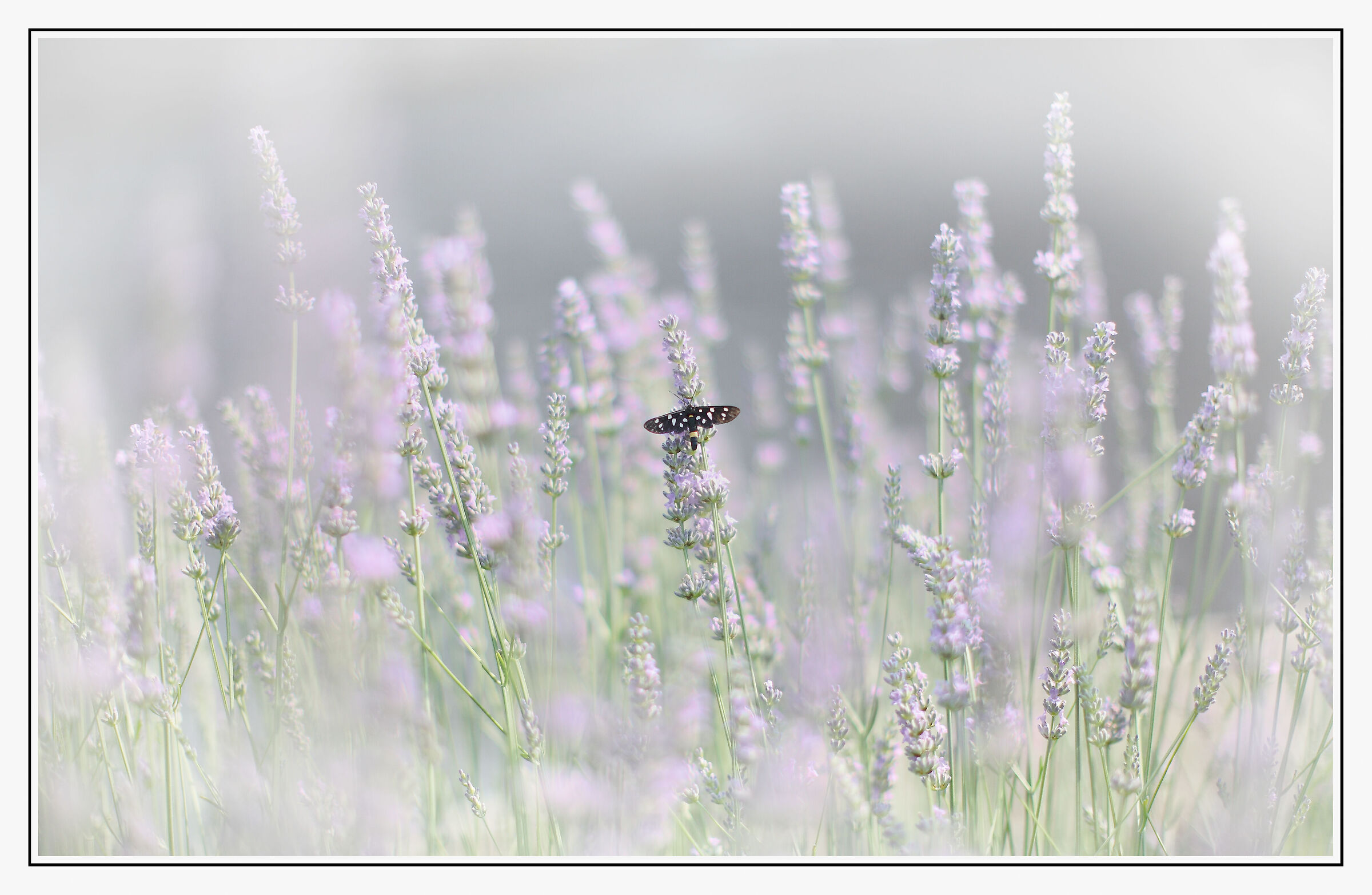 Among the lavender...