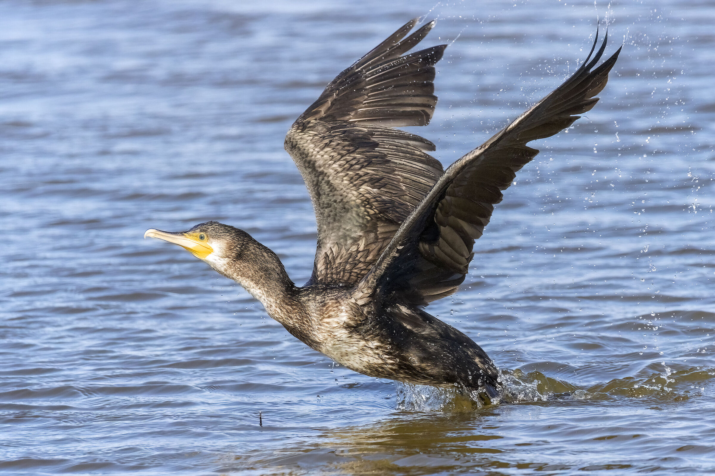The take-off of the cormorant...