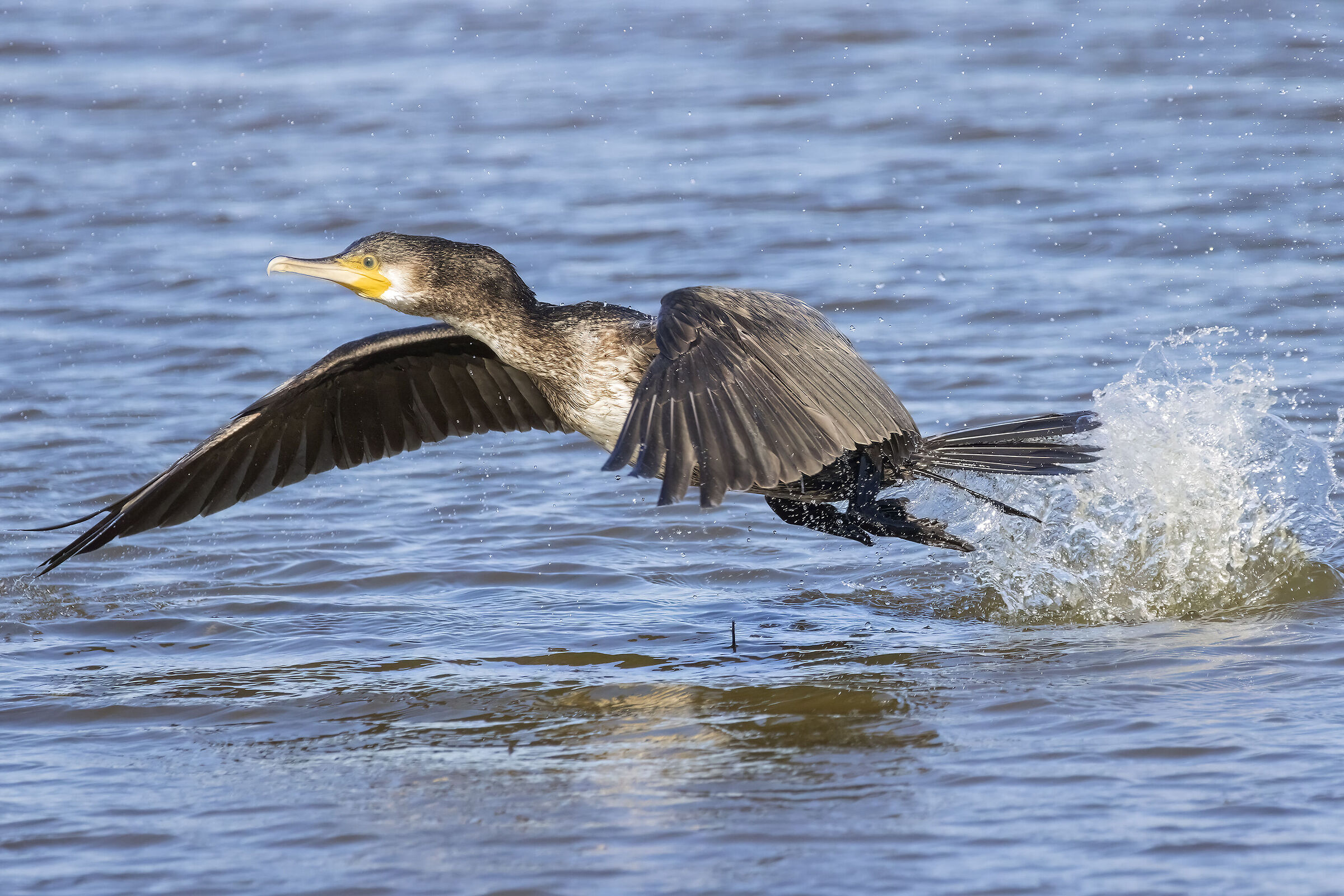 Cormorant in flight...