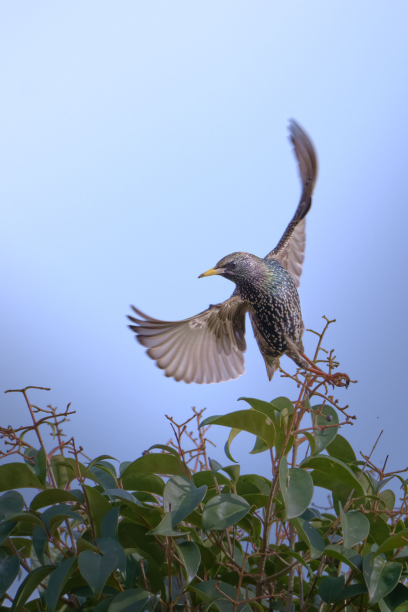 Starling in the garden...