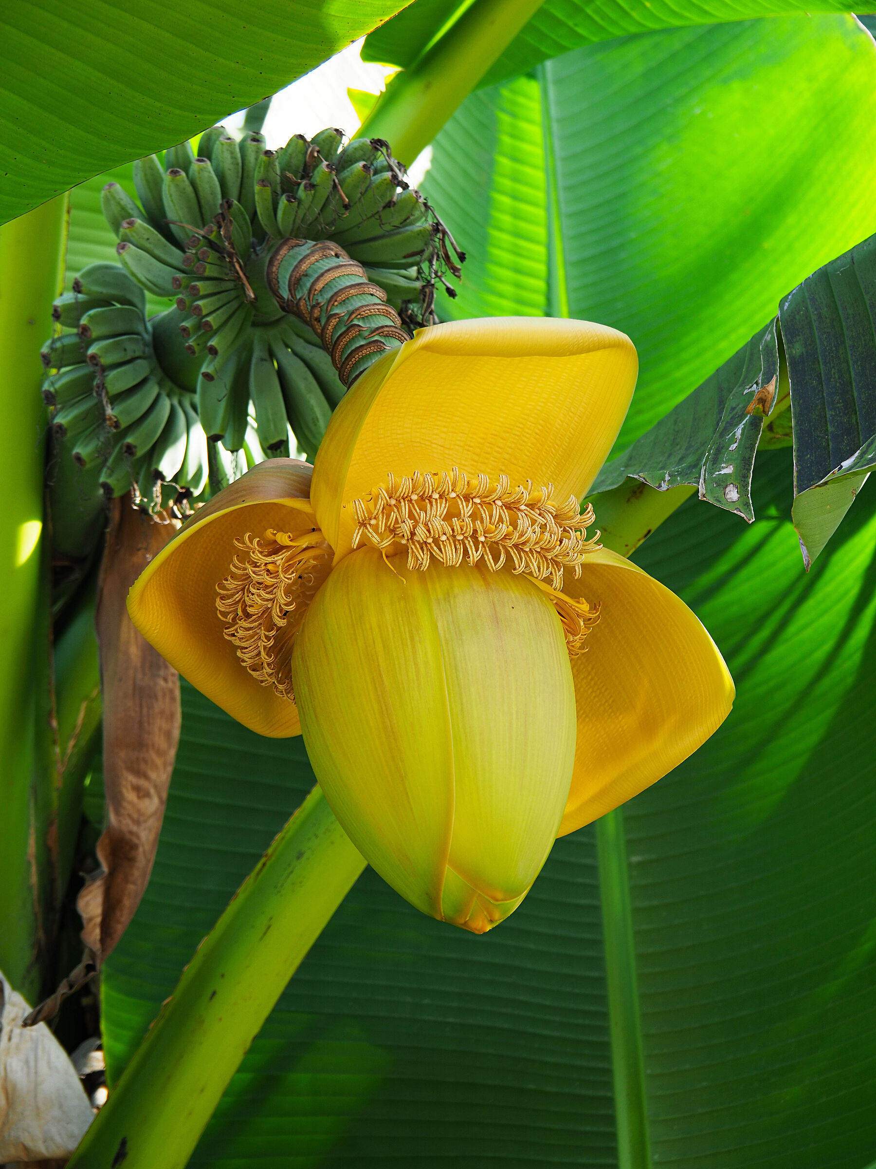 fiore di banano ed i suoi frutti...