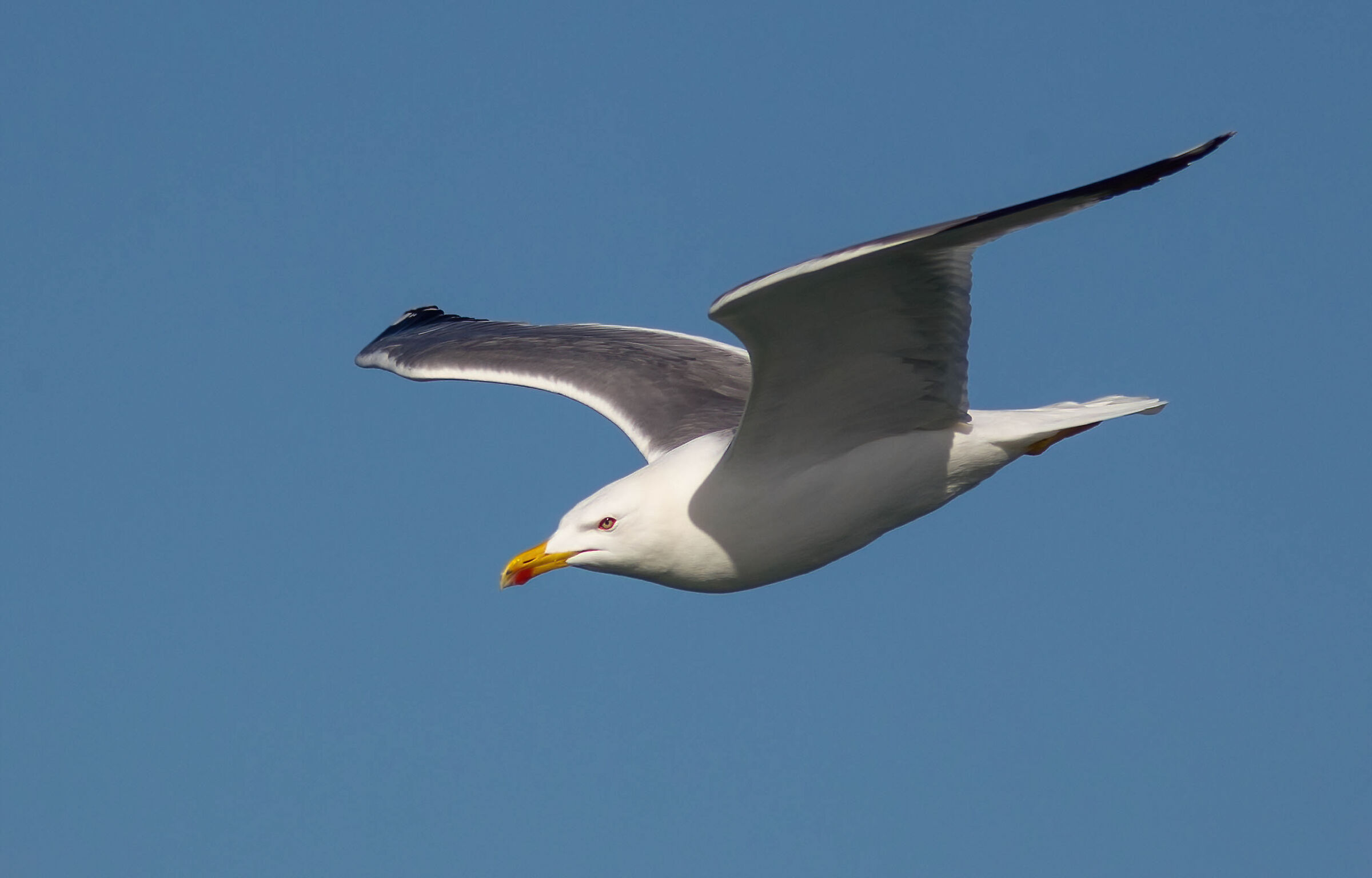 The glide of the seagull...