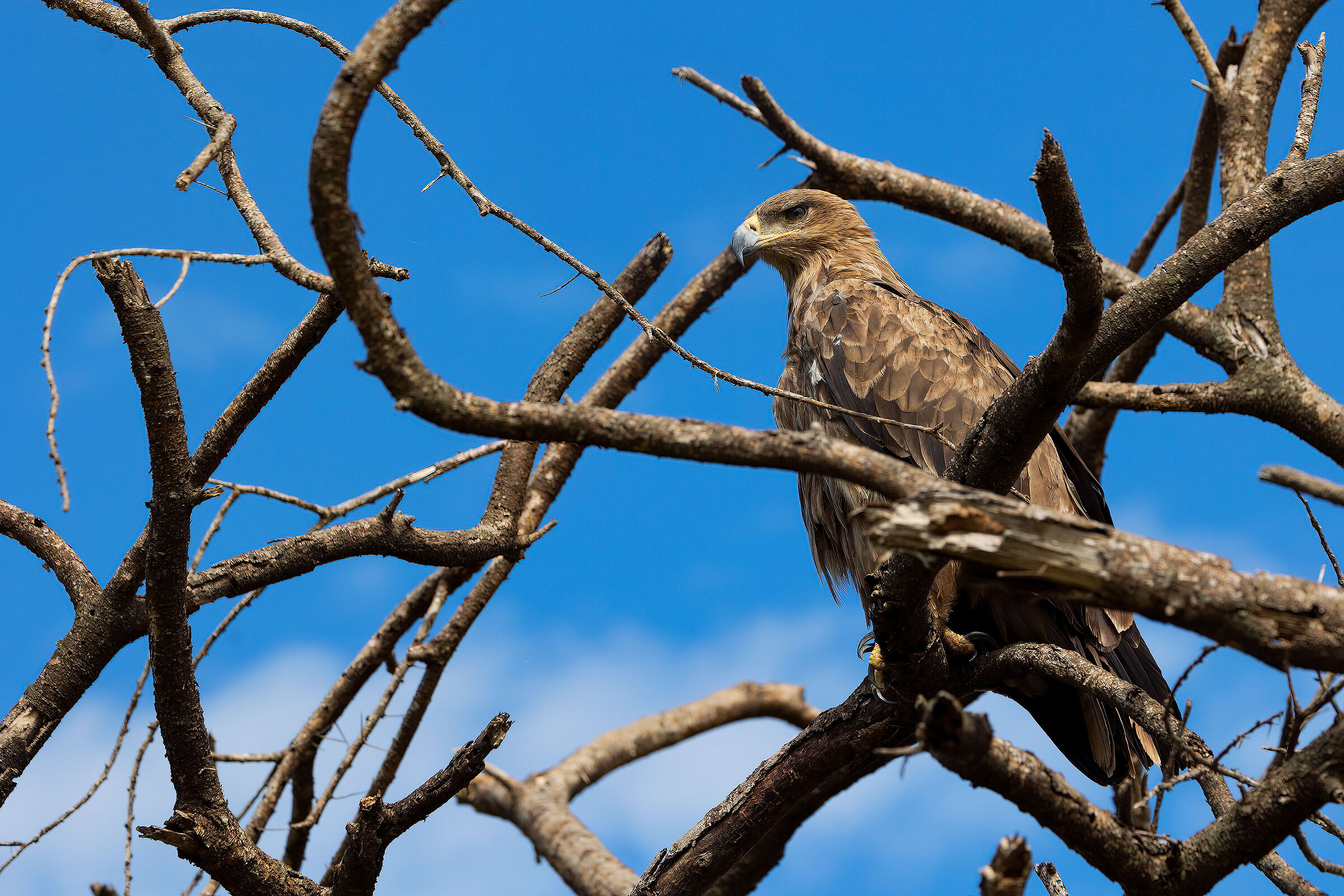 Eagle of prey - Tanzania, Serengeti N.P....
