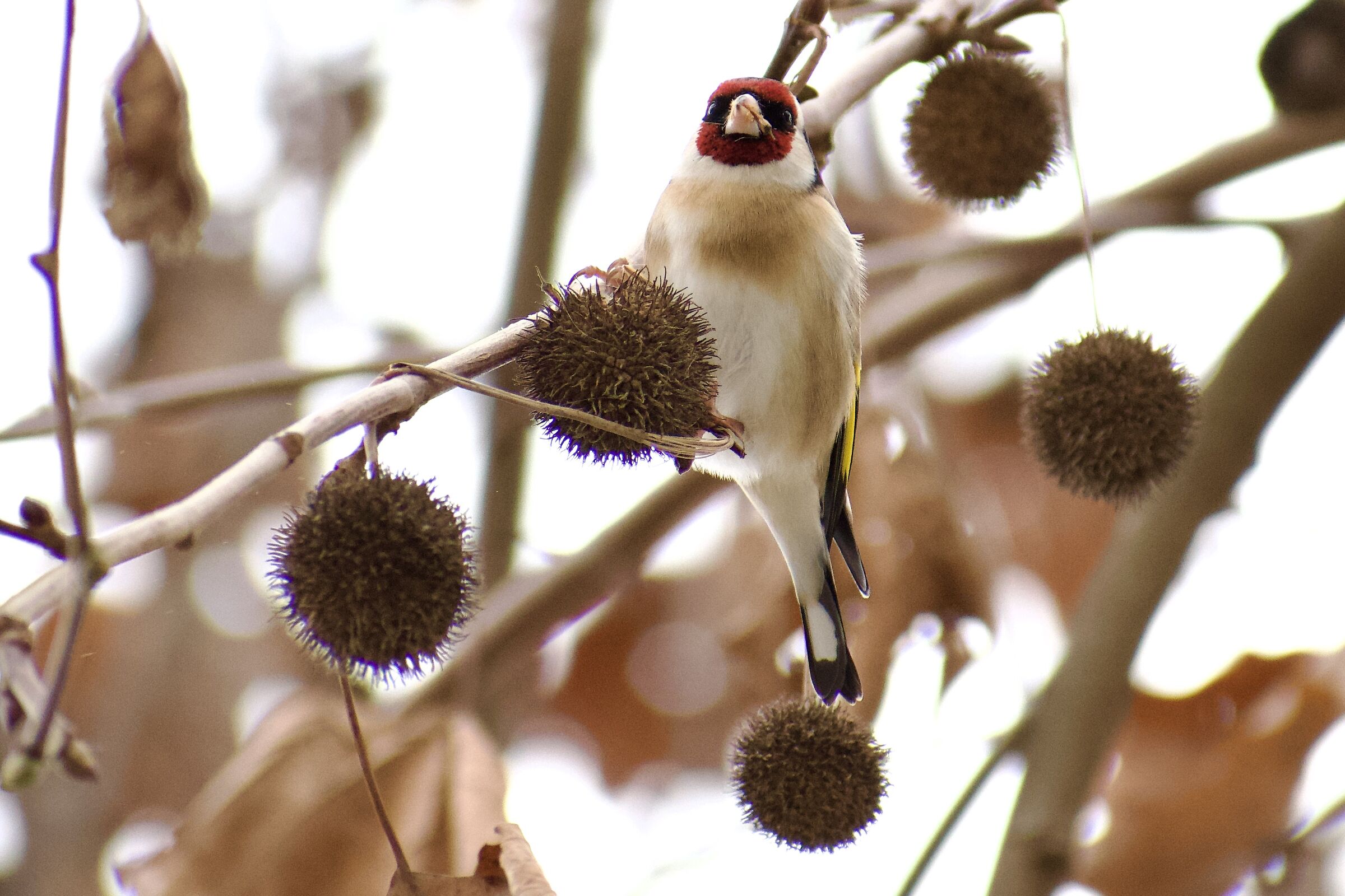 The Goldfinch 2...