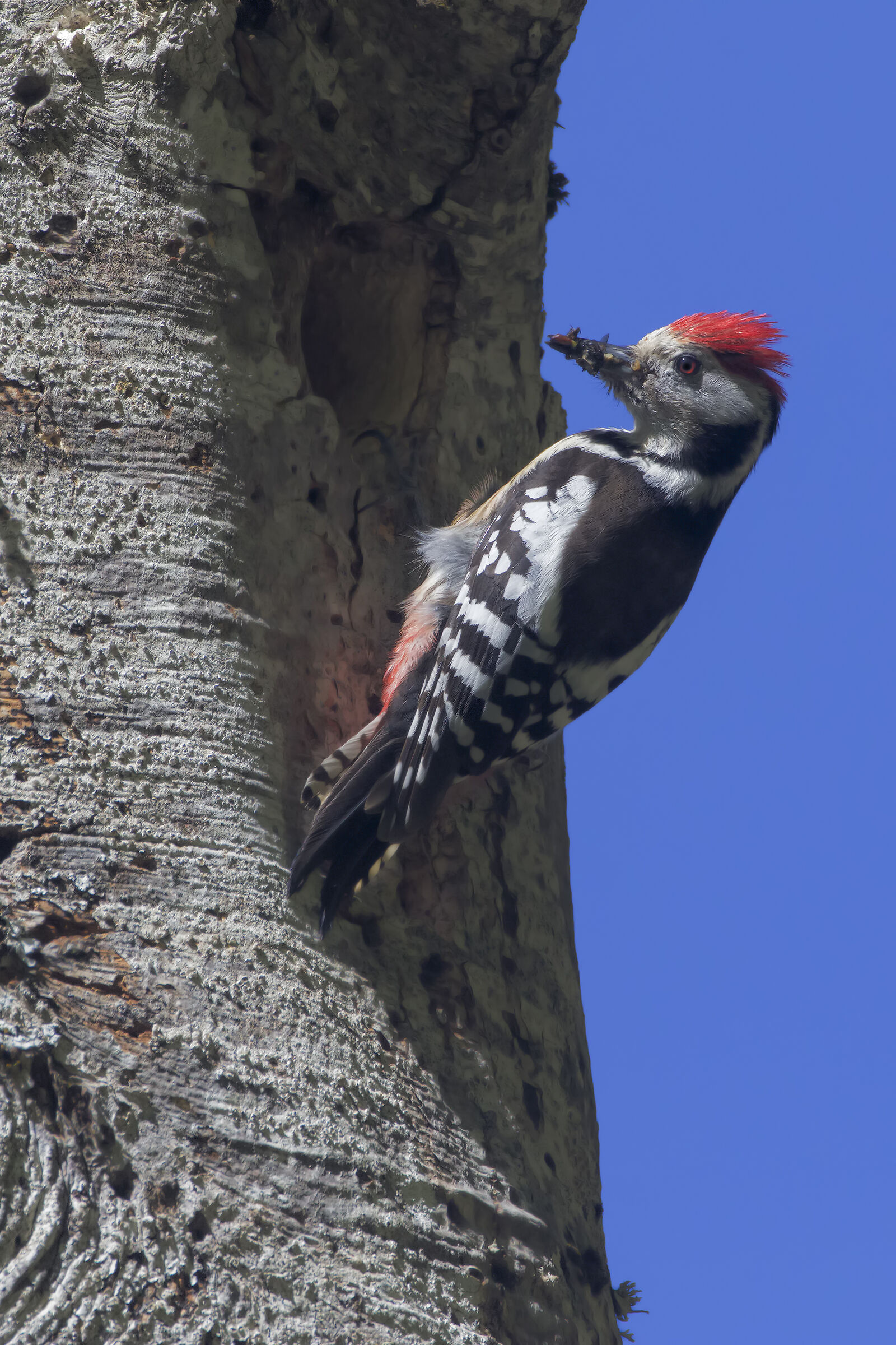 Mezzano spotted woodpecker...