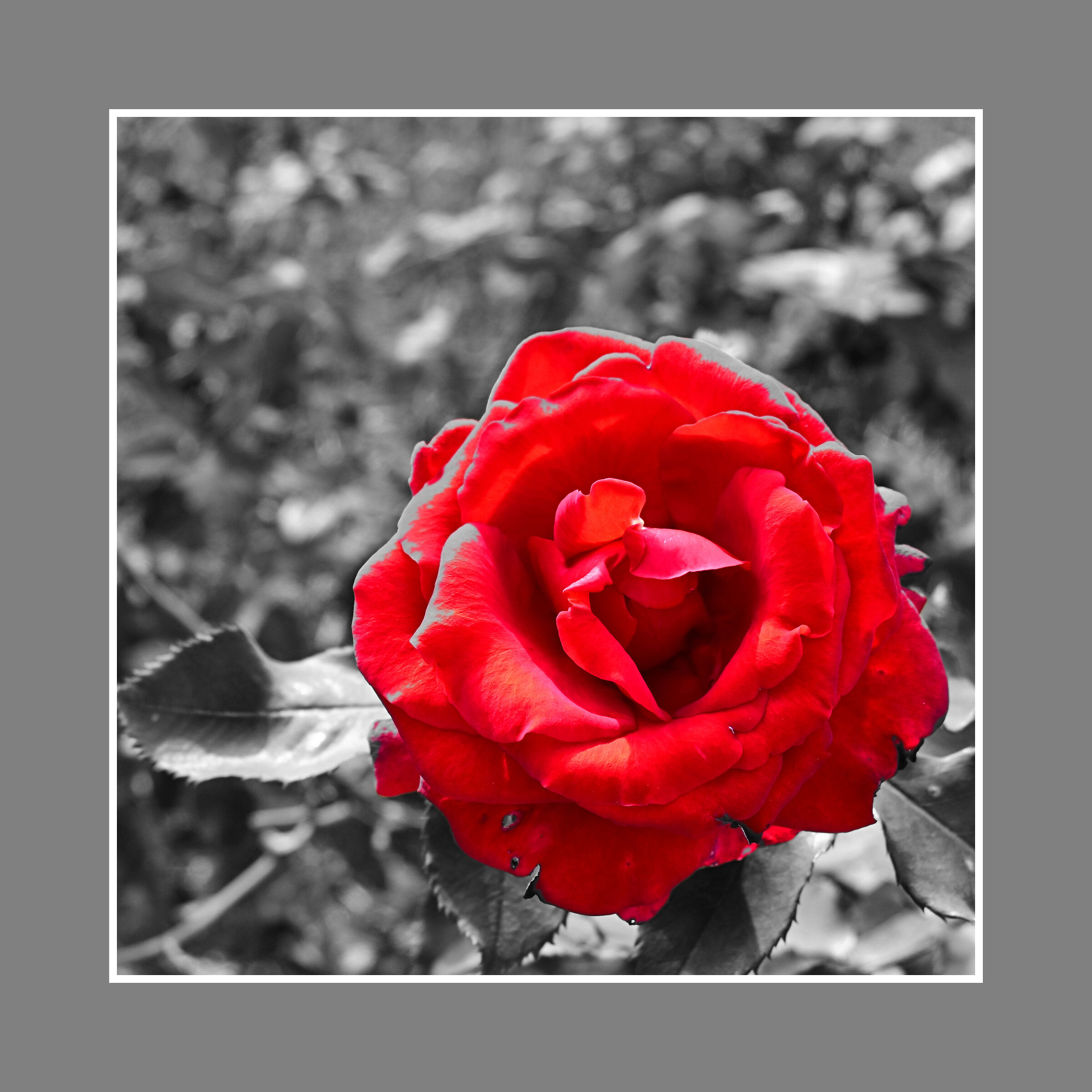 rosa rossa...